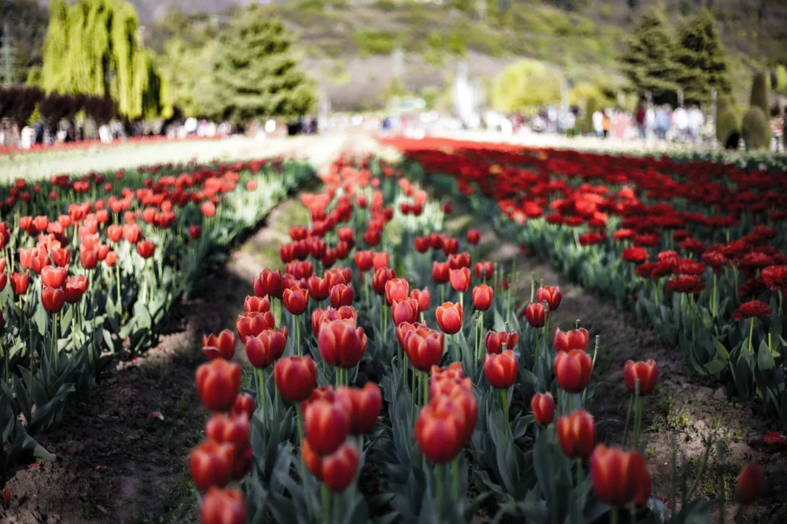 A beautiful display of red tulips in a vast outdoor field during a sunny spring day.
