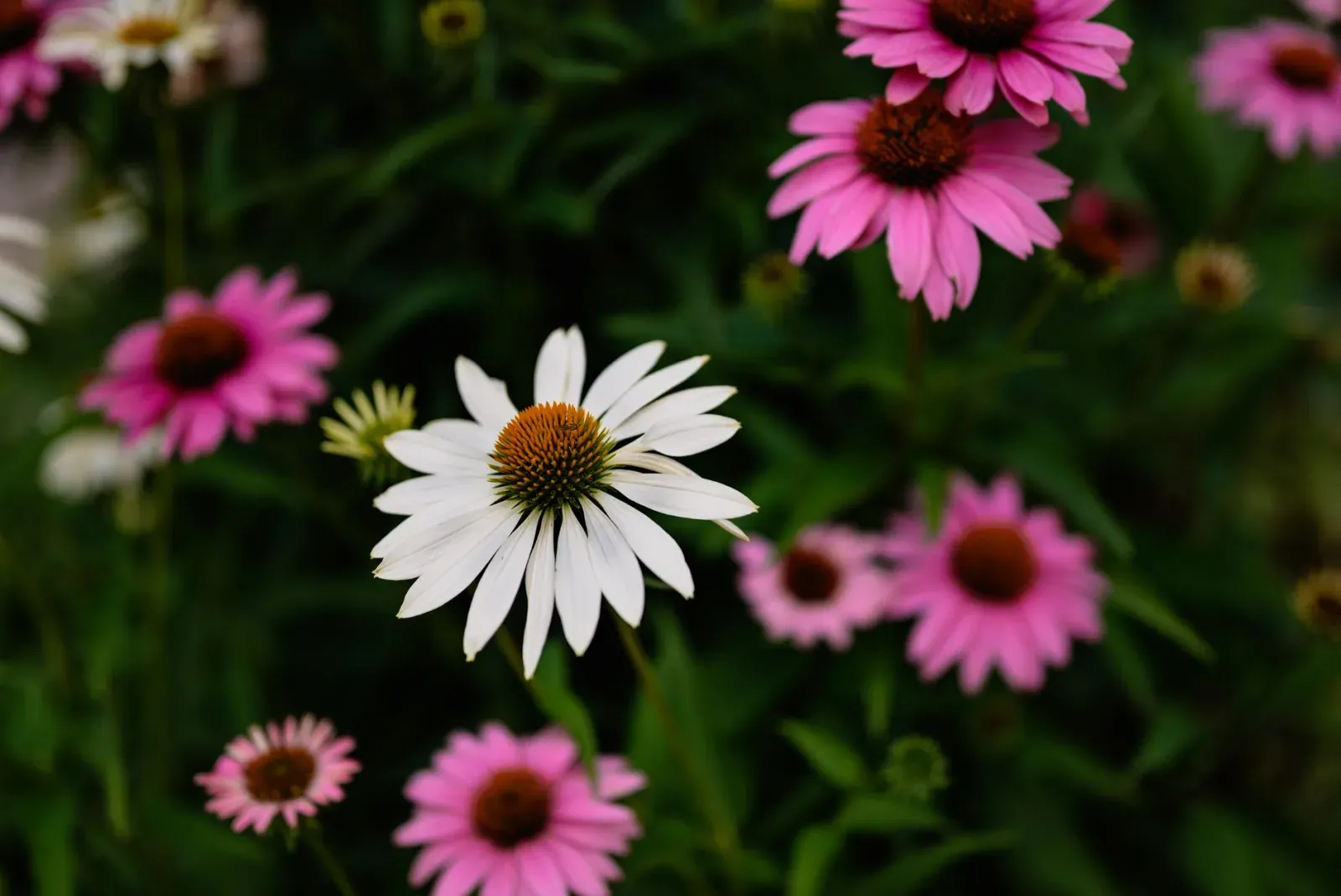 Vibrant coneflowers in a lush garden setting with a focus on one white bloom.