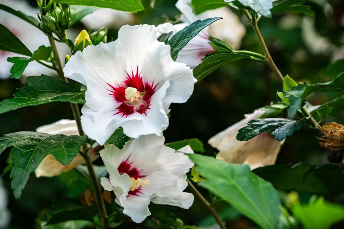 A vibrant close-up of a pink hibiscus flower with a prominent yellow staminal column.