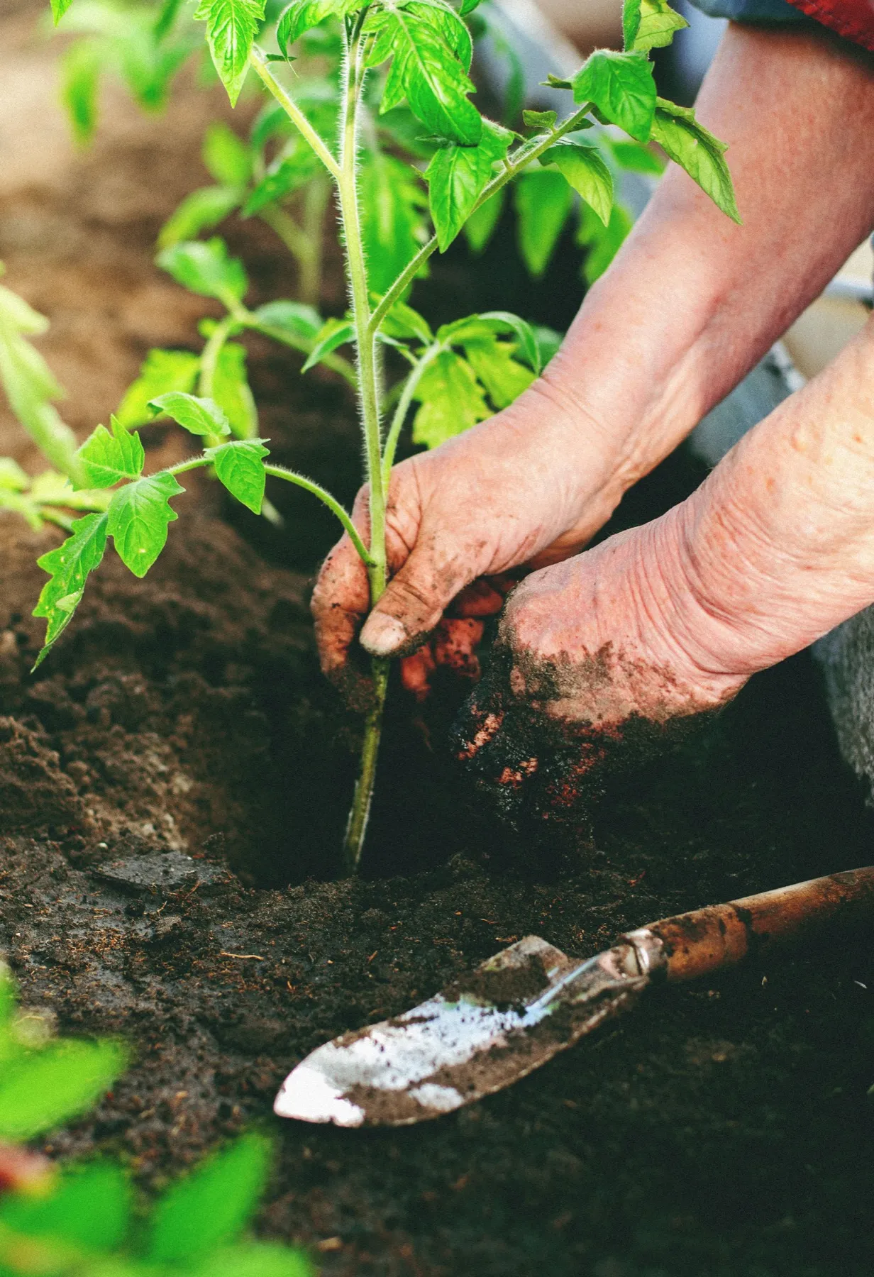 Hands planting a young tomato seedling in rich garden soil, representing choosing plants after checking a USDA garden zone map.