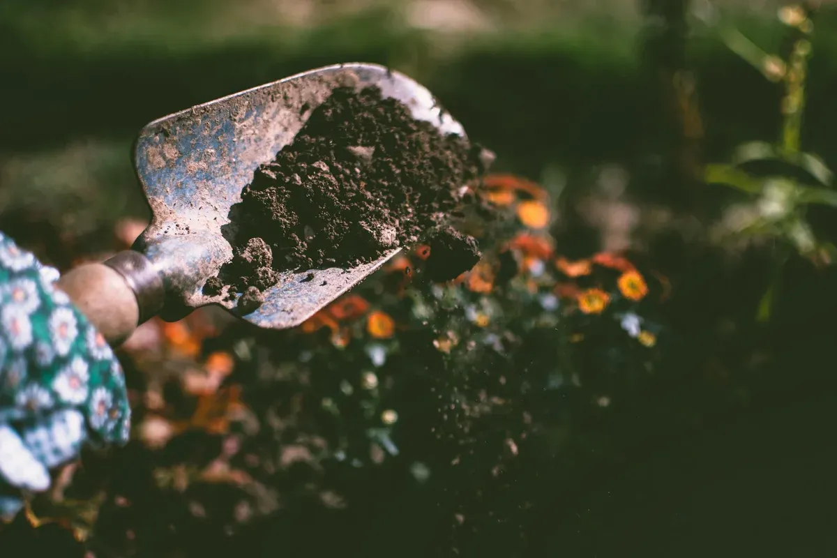 A gardener holding a trowel filled with dark soil, with flowers blurred in the background