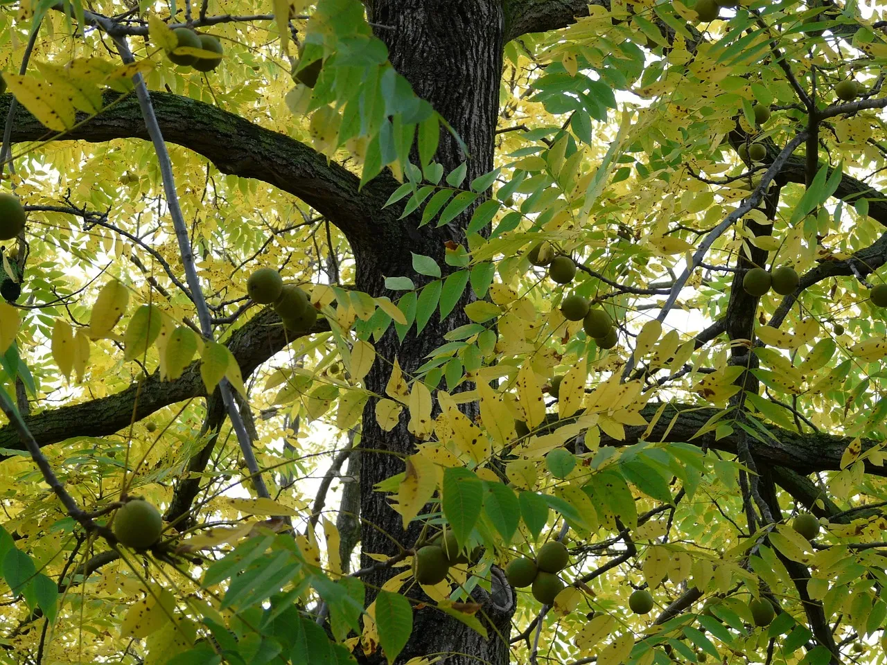 A mature black walnut tree in a park setting with a broad canopy and dense summer foliage.