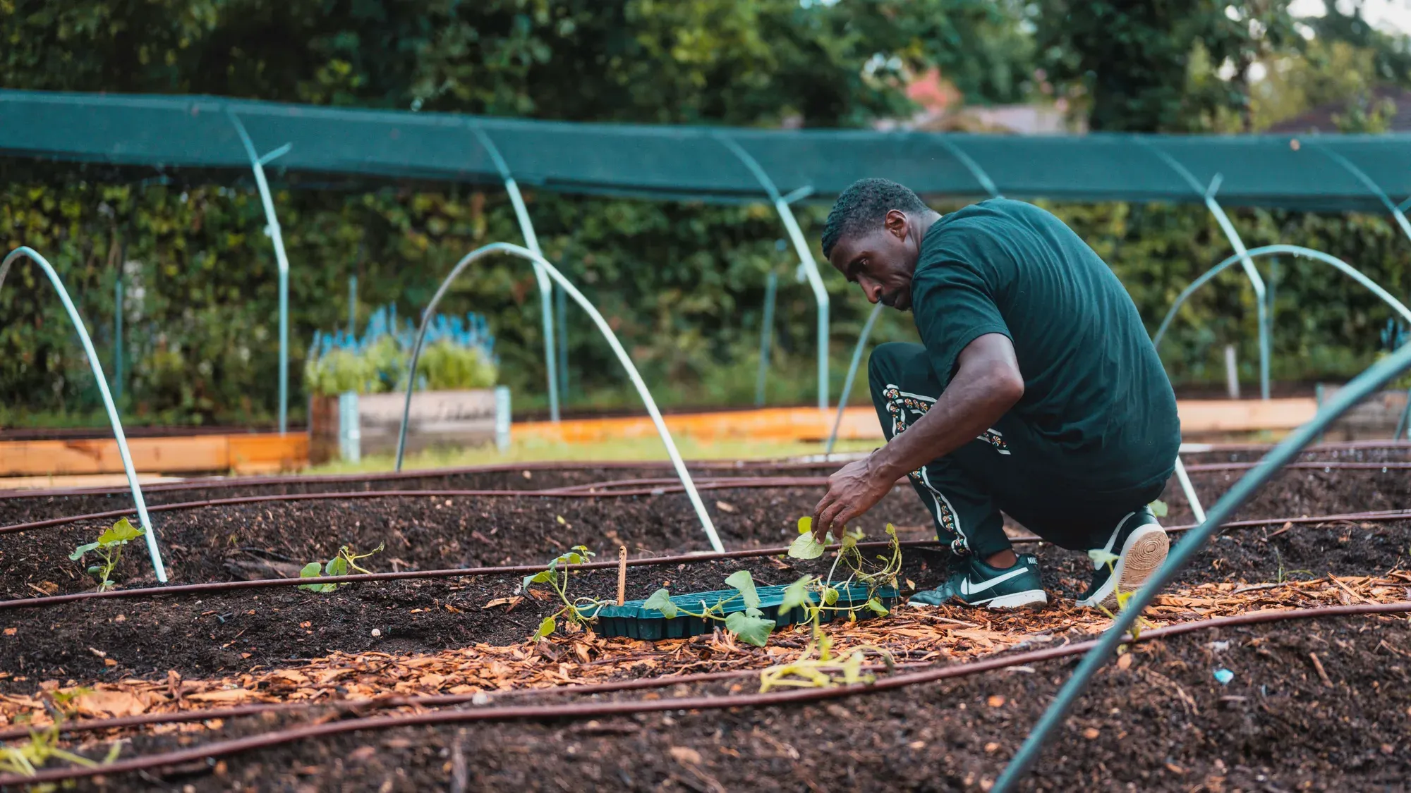 Gardener placing young plants in measured rows in a community garden bed