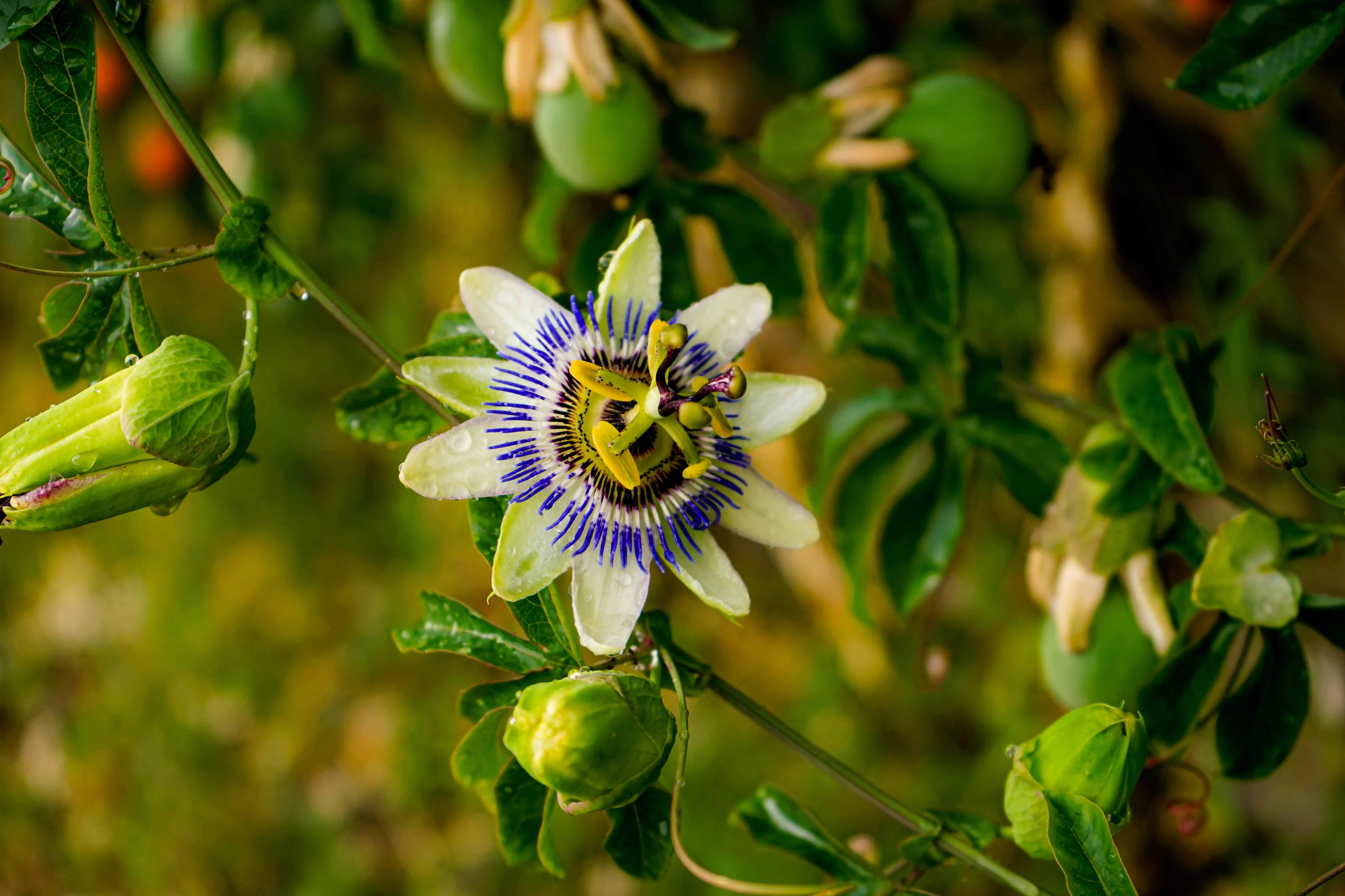 Various colorful passiflora fruits displayed with passion flowers in the background