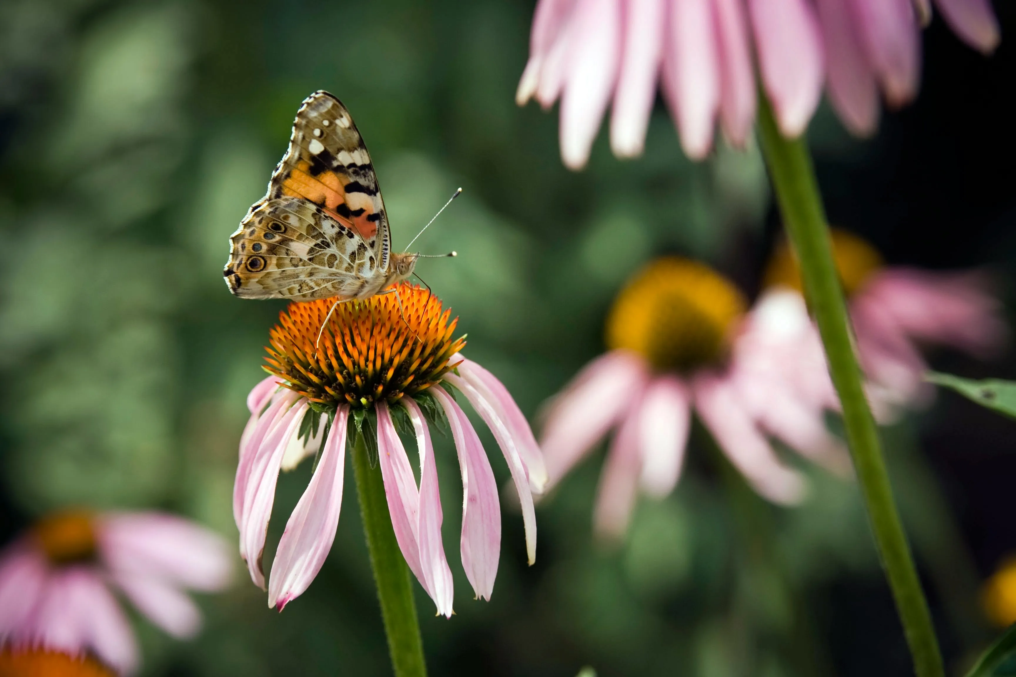 A butterfly perched on a blooming coneflower in a garden, illustrating what are perennials and how they return each year with colorful, long-lasting flowers.