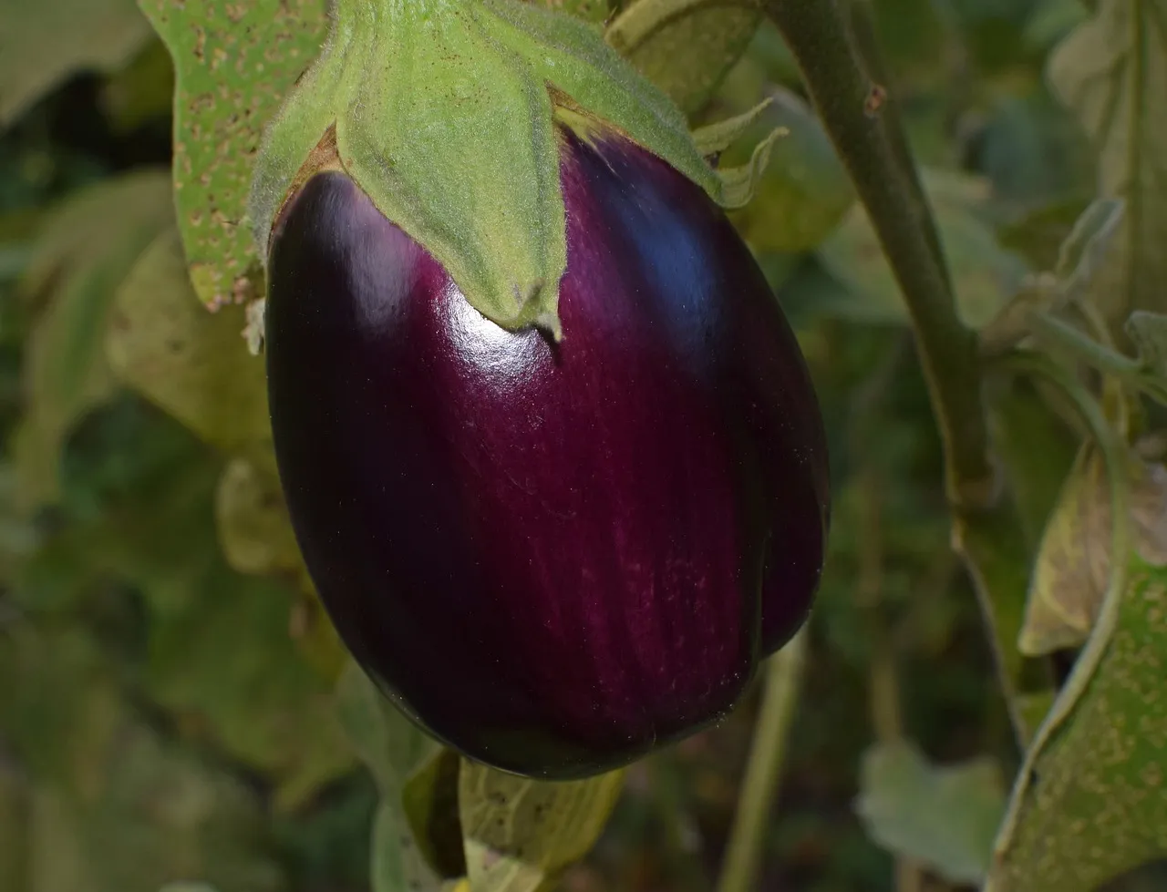 Assorted eggplants showing different colors and shapes on a garden table