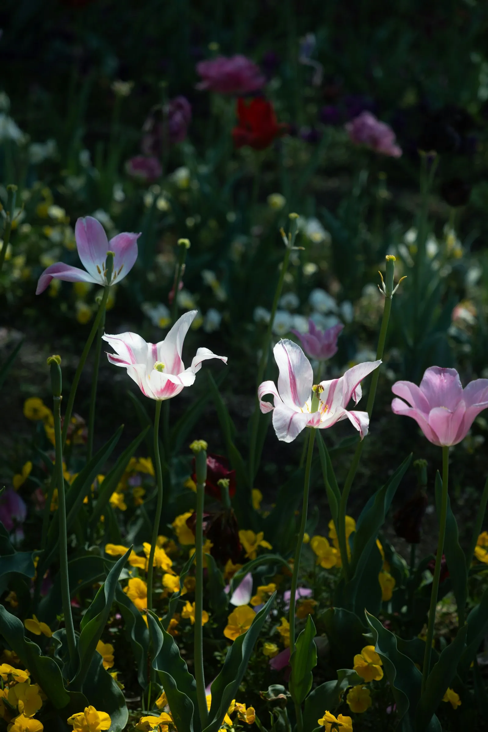 Sunny garden bed with tulips and spring flowers for a blooming season guide