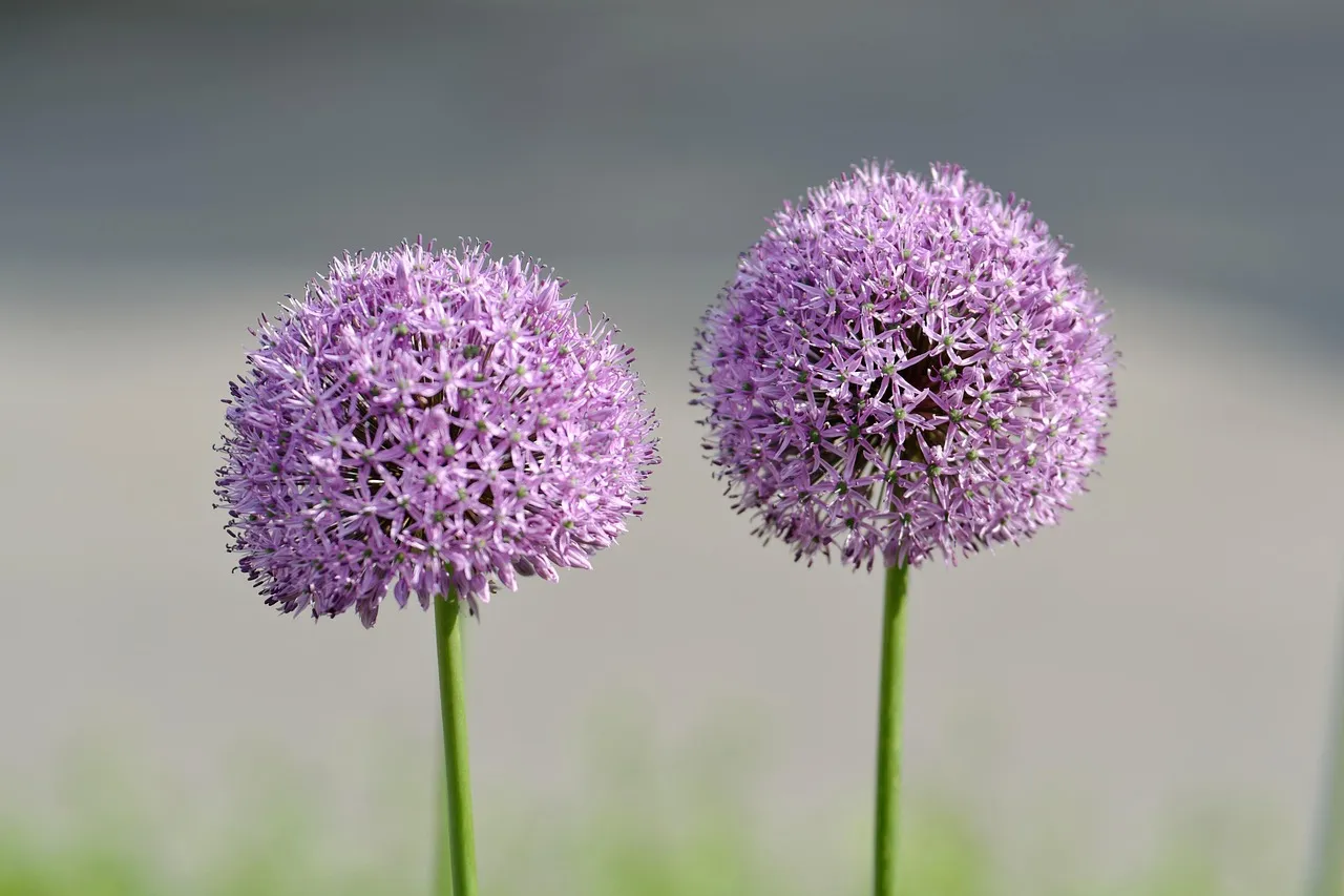 Tall purple allium blooms rising above a mixed garden border