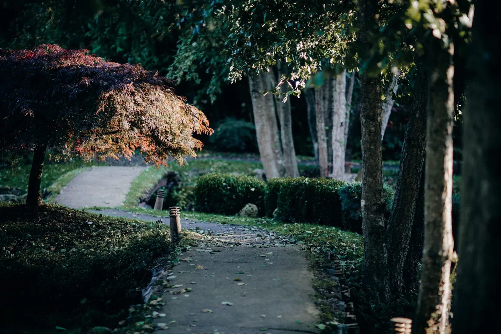 Shaded garden path bordered by trees and clipped shrubs, illustrating a sheltered garden setting