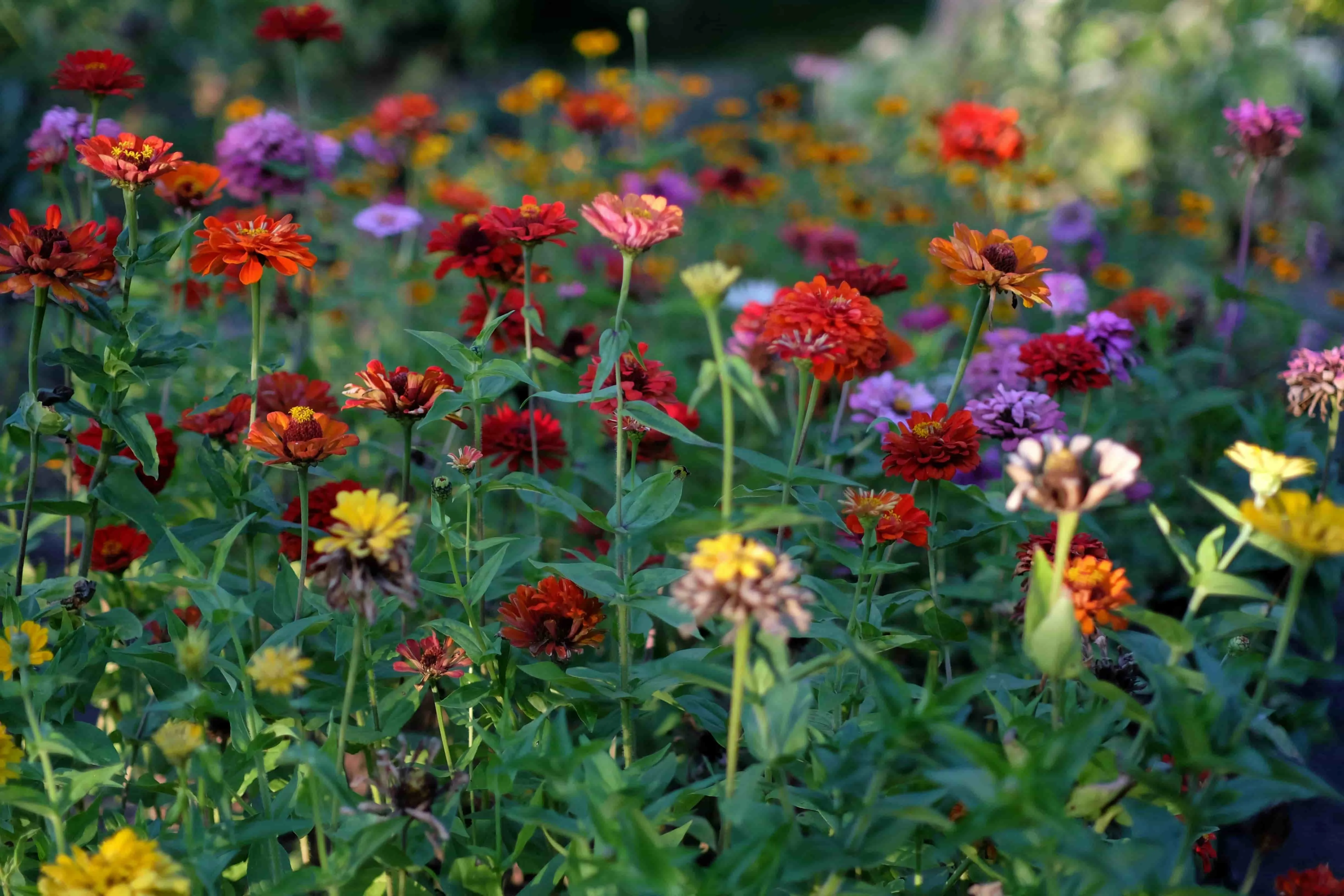 Garden path with blooming flowers