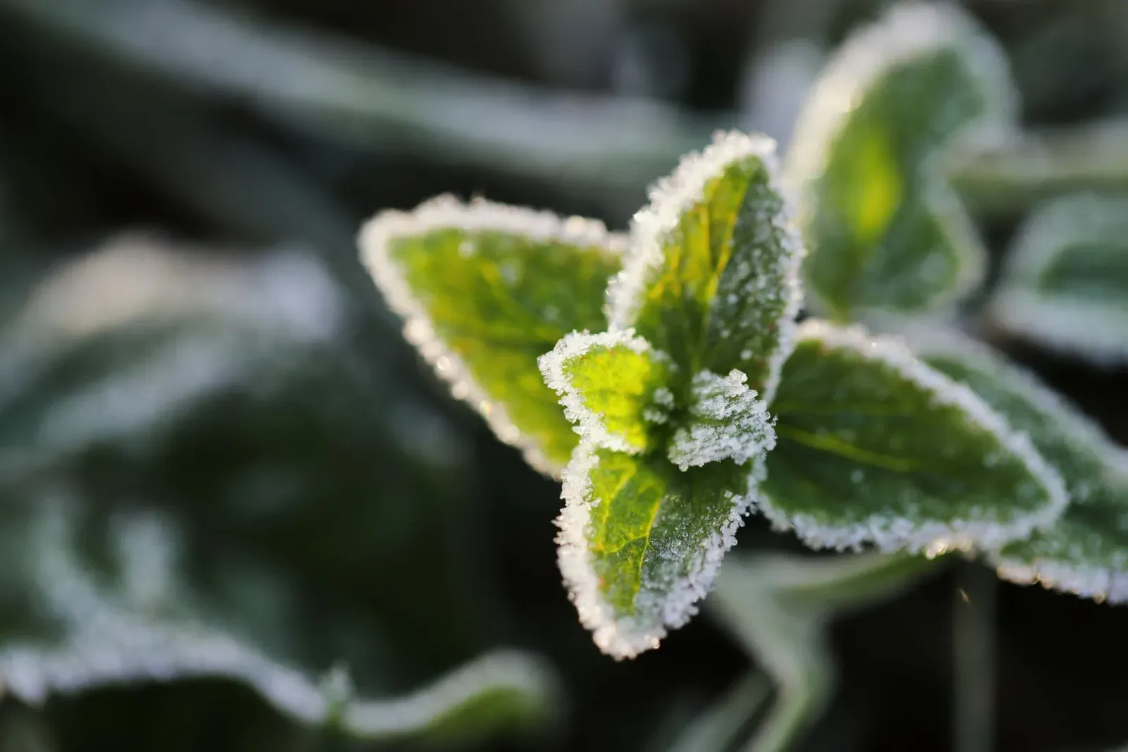 Close-up of a frost-covered leaf, capturing nature's beauty in winter's first frost.