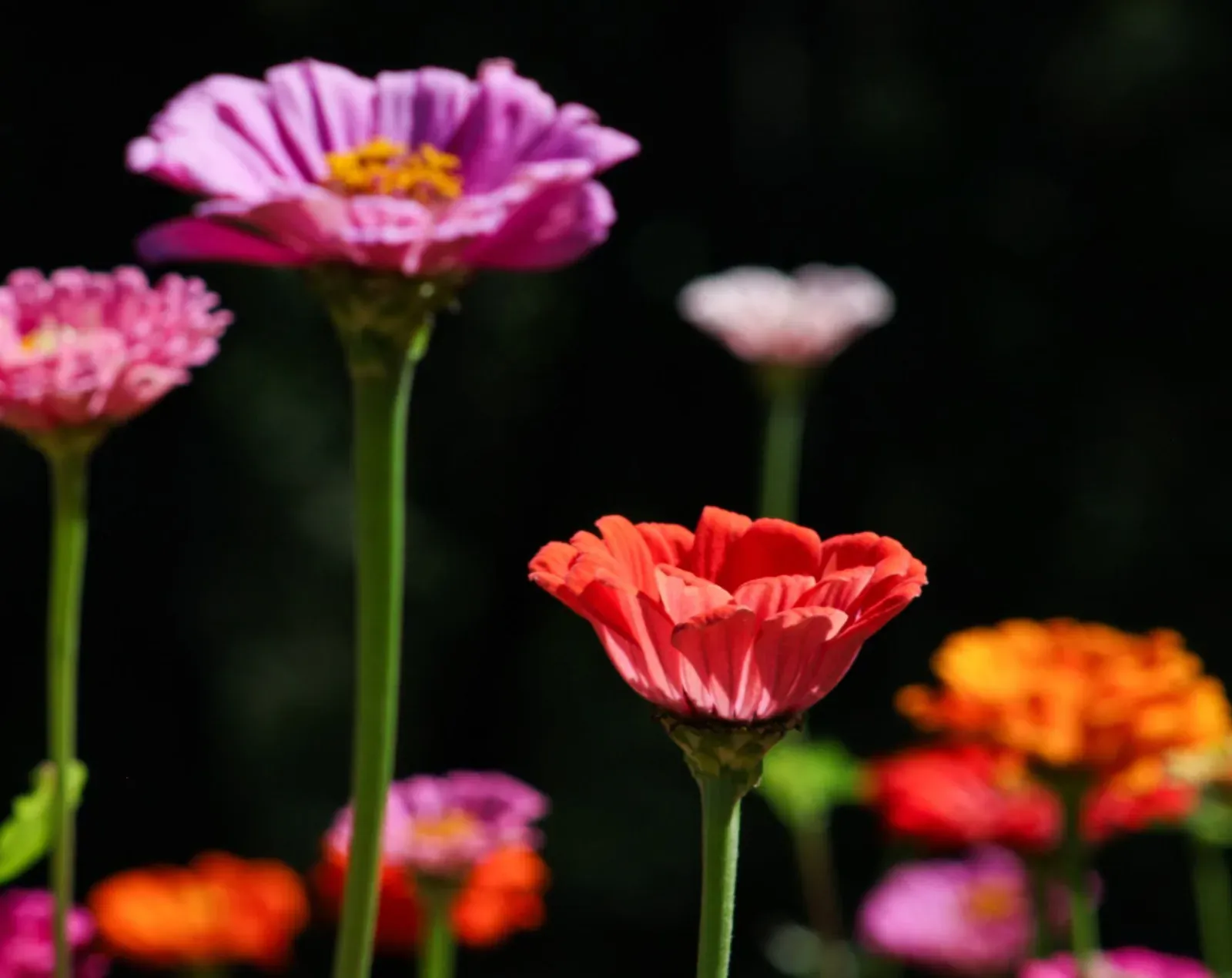 Colorful zinnia flowers in a garden showcase vibrant colors and natural beauty.