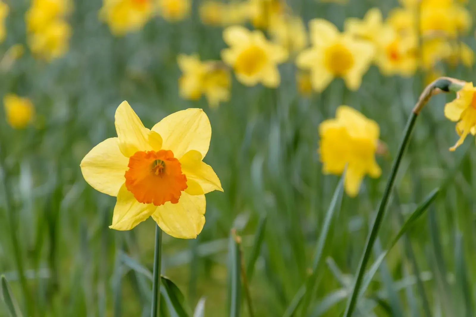 A bright yellow daffodil in a spring meadow, showcasing nature's beauty.