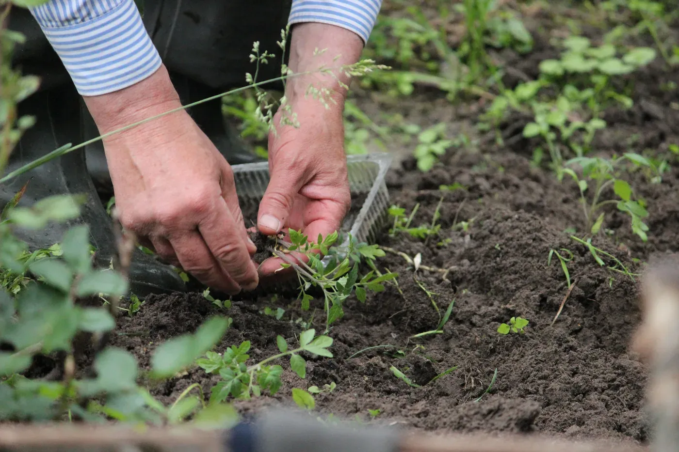 Hands placing a young transplant at a marked planting point in garden soil