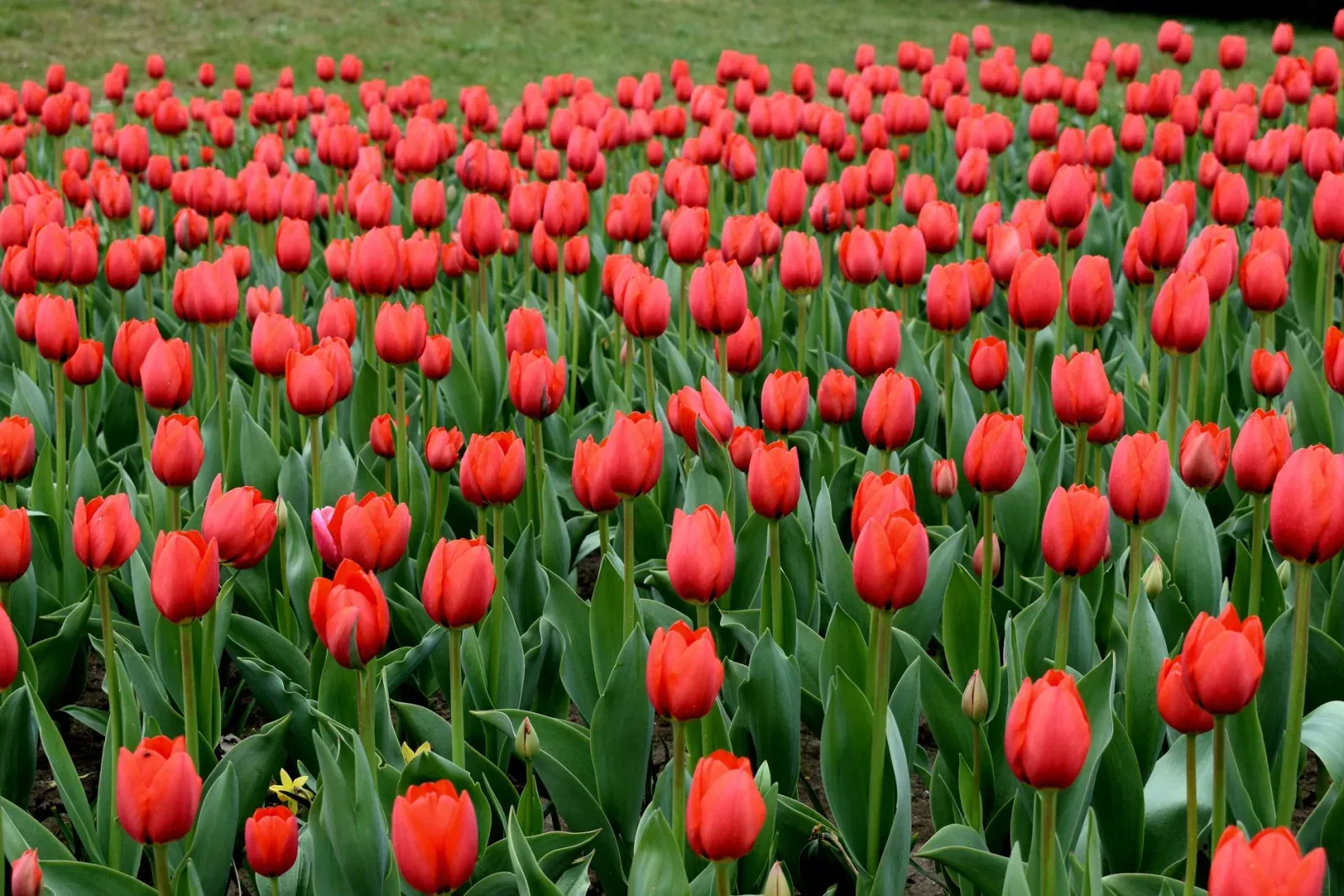 A lush field of red tulips in full bloom captures the essence of spring and natural beauty.