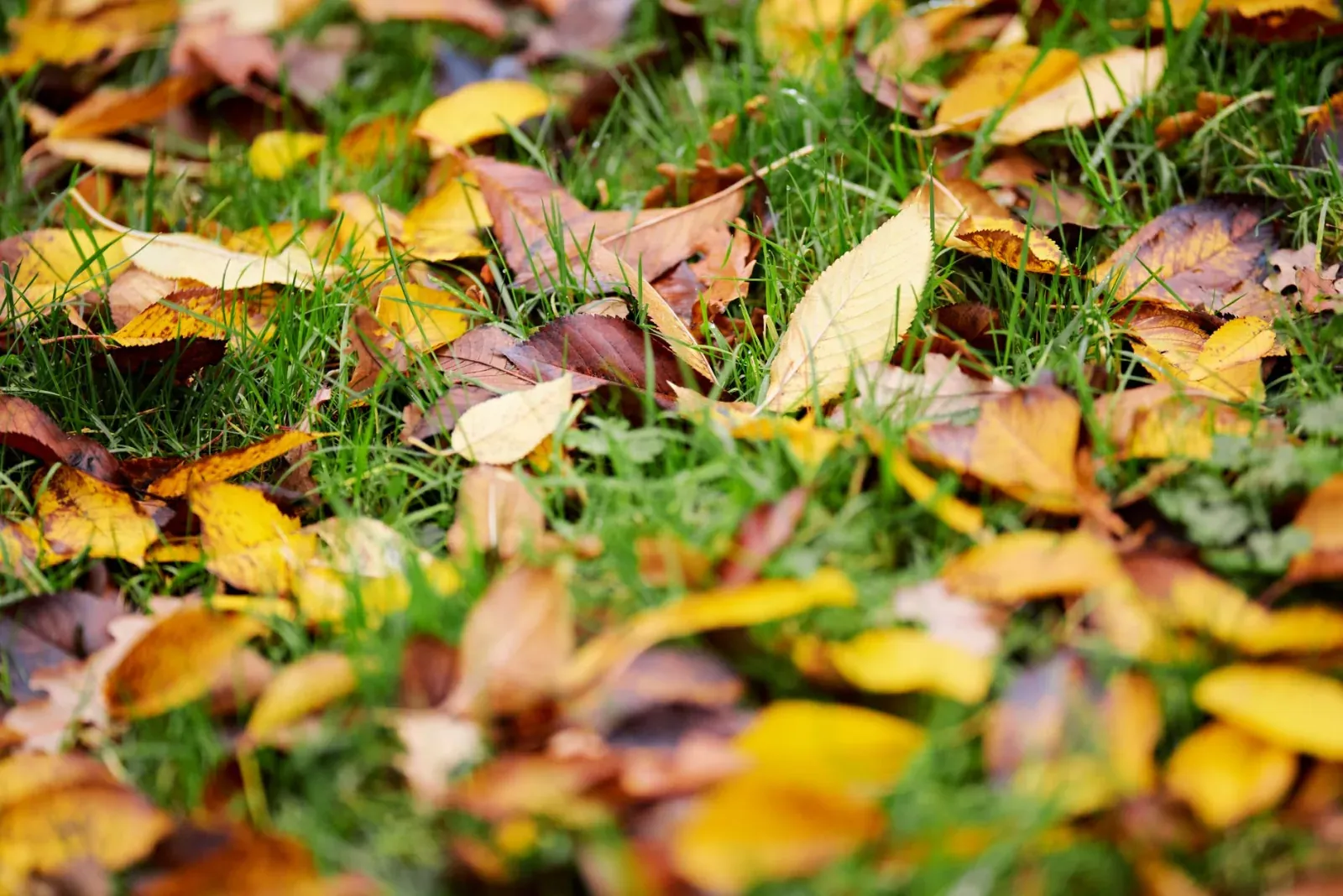 Colorful autumn leaves scattered on a lush green grass lawn, showcasing the beauty of fall.