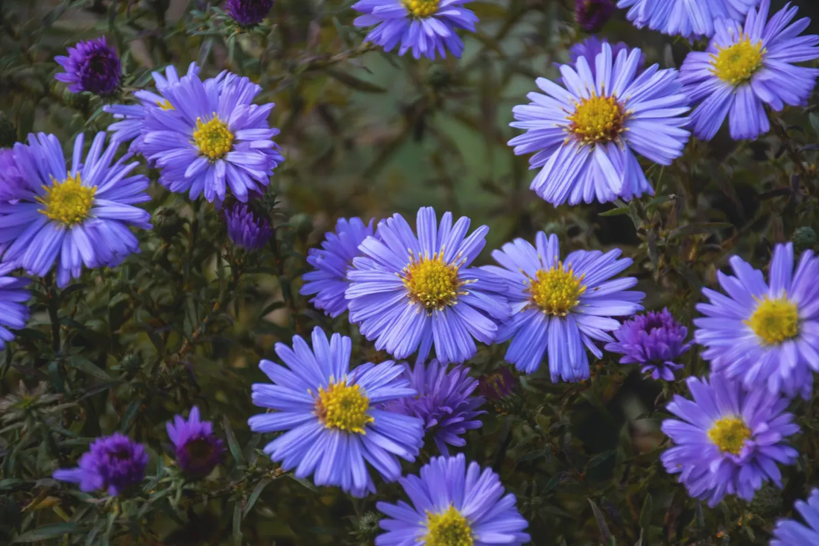 A stunning display of purple aster flowers in full bloom, offering a vibrant splash of color.