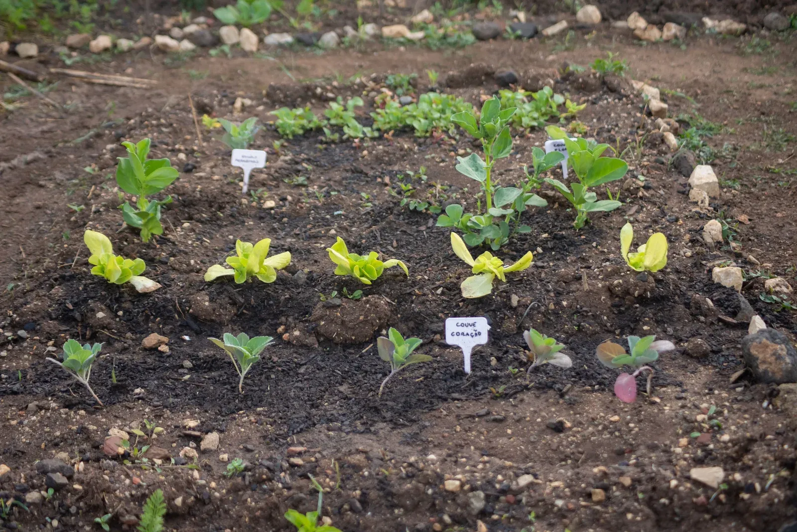 Young vegetables planted in visible rows with open soil between their centers