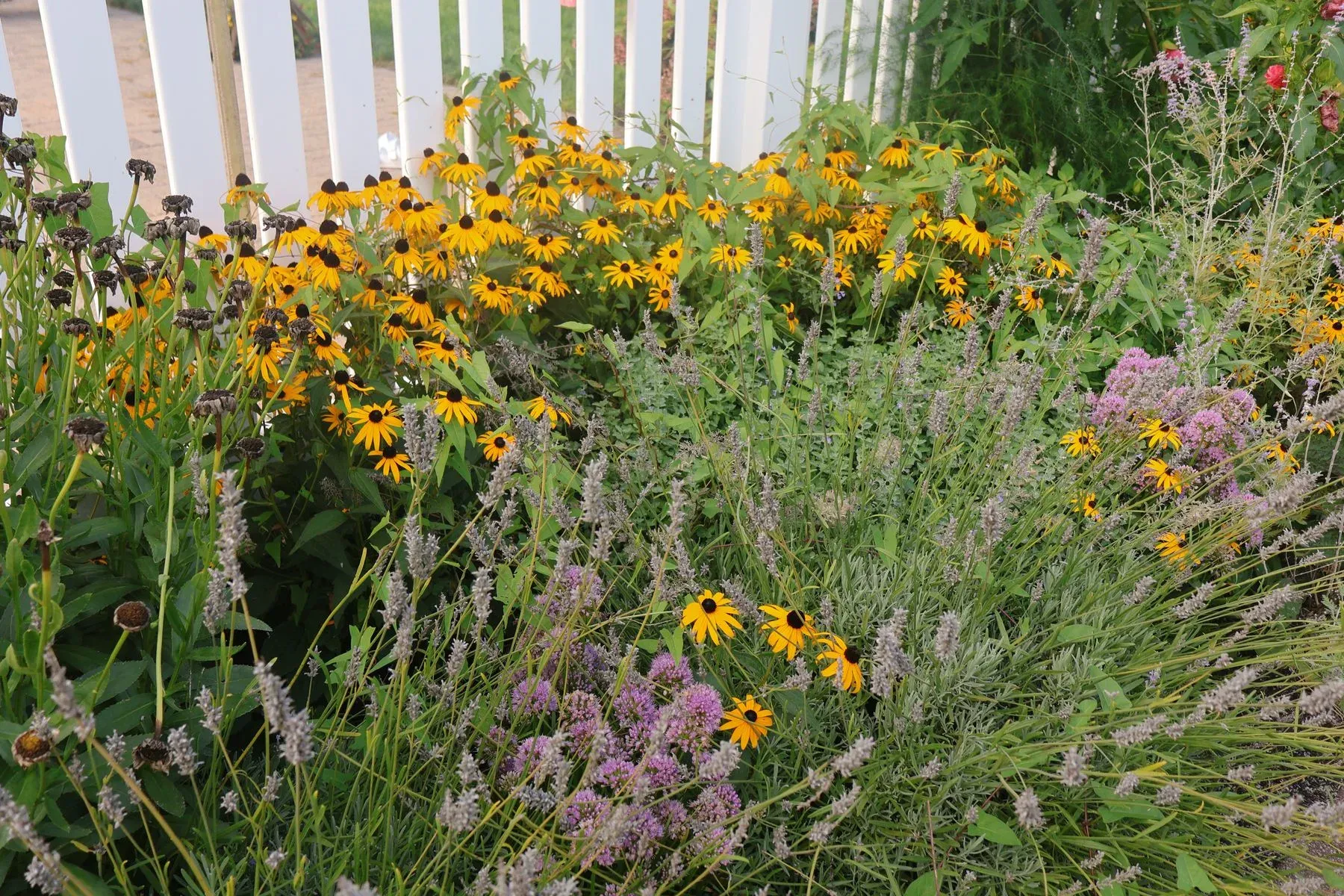 Black-eyed Susans and other perennials filling a summer garden beside a white fence