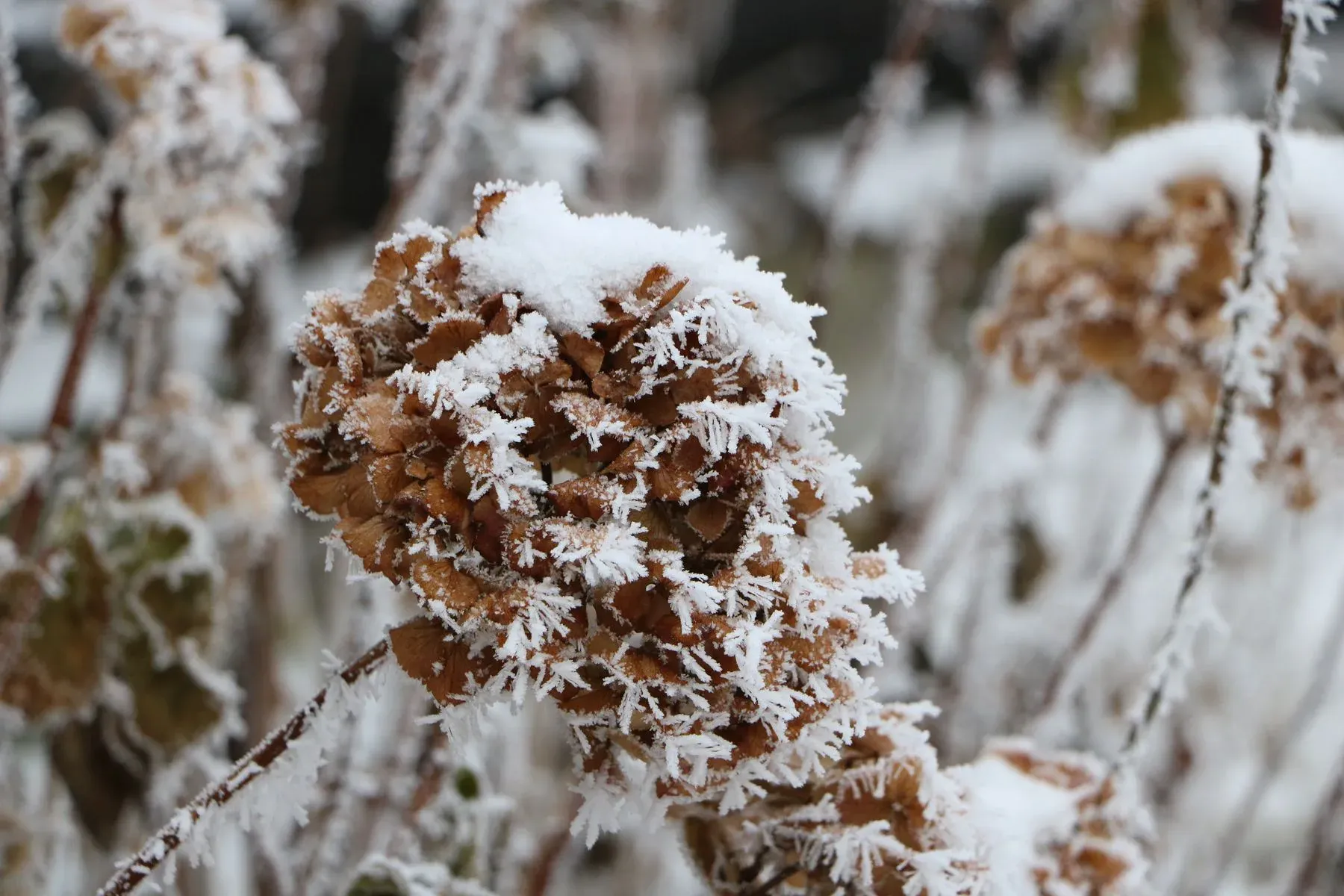 A dried hydrangea flower head covered with snow and delicate frost crystals