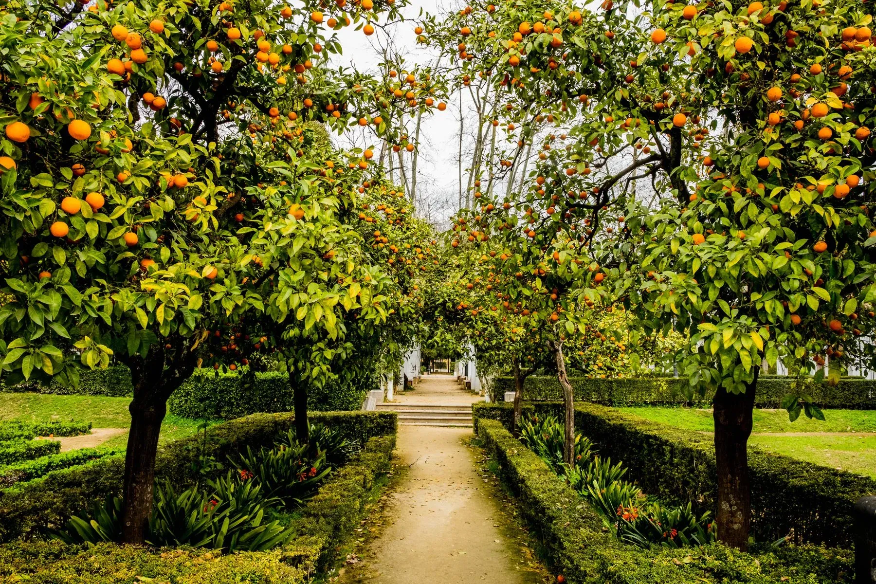 A formal citrus garden with ripe oranges arching over a central path