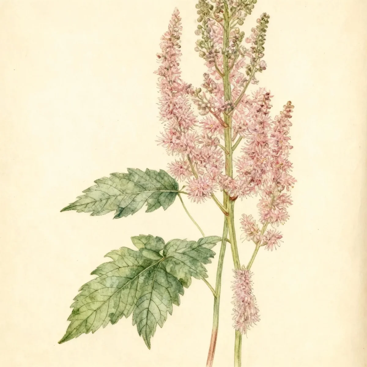 Chinese astilbe (Astilbe chinensis var. taquetii 'Superba')