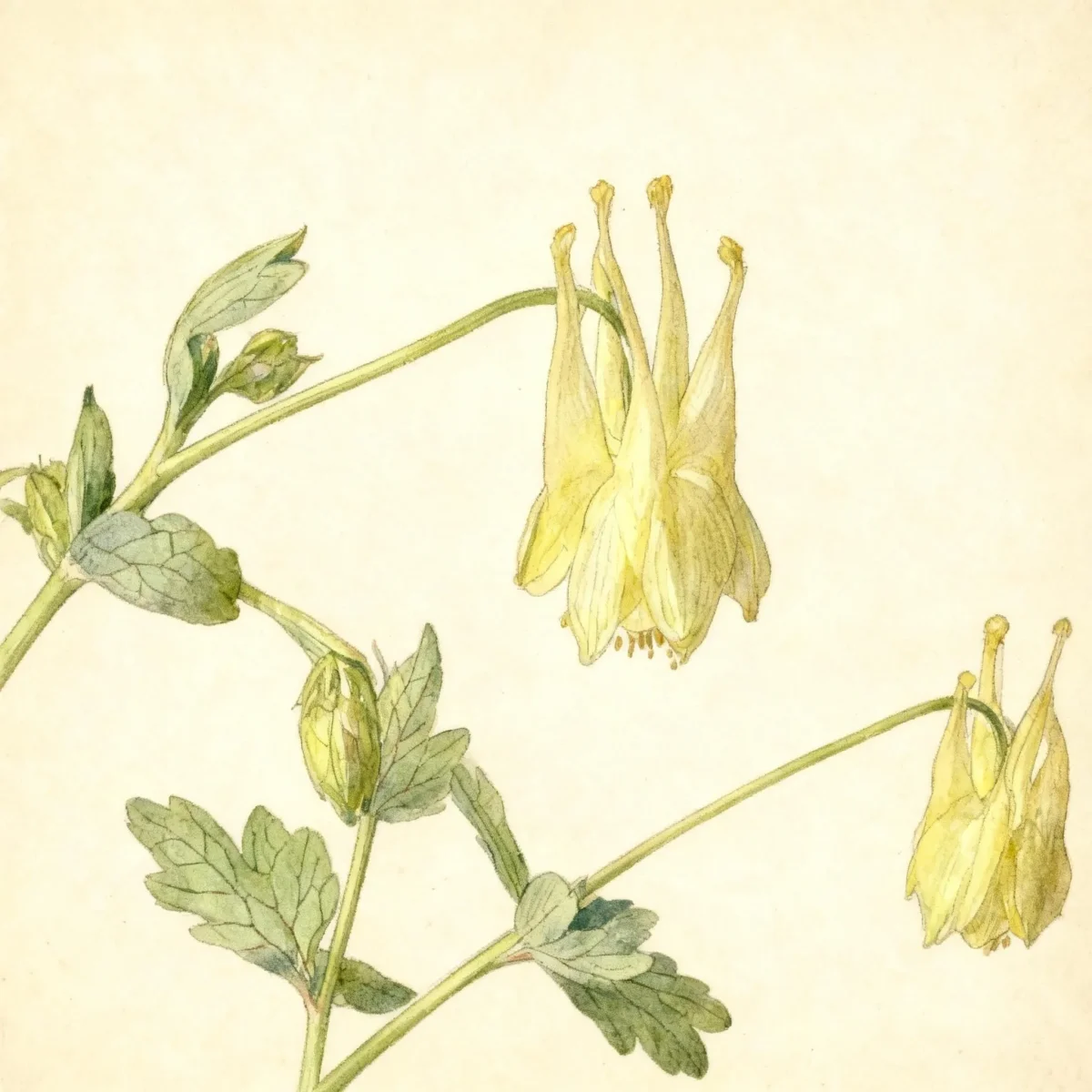 Columbine (Aquilegia canadensis 'Corbett')