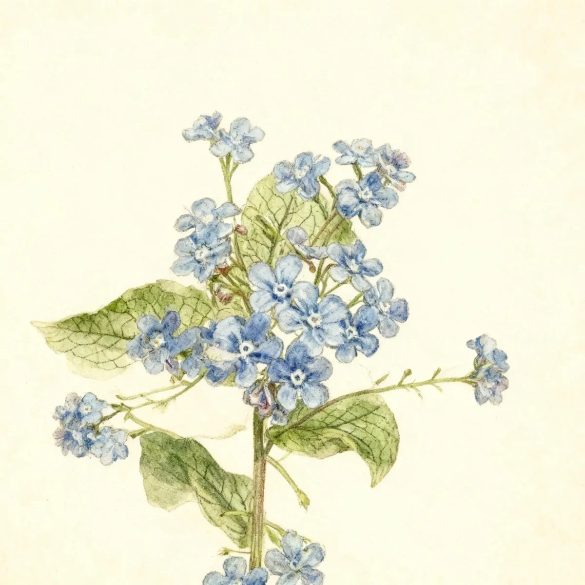Siberian bugloss (Brunnera macrophylla 'Langtrees')