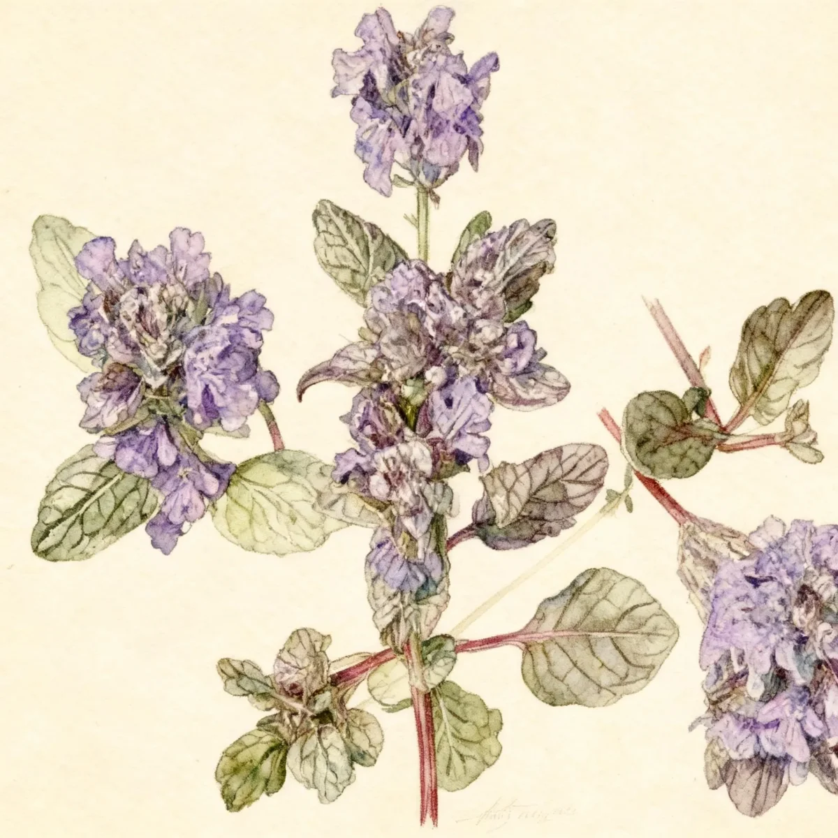 Bugleweed (Ajuga reptans 'Atropurpurea')