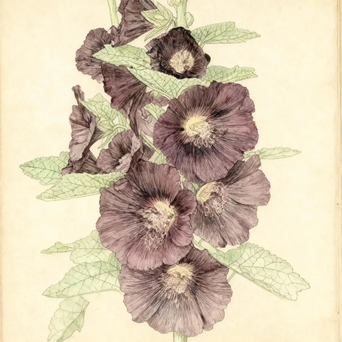 Hollyhock (Alcea rosea 'Nigra')
