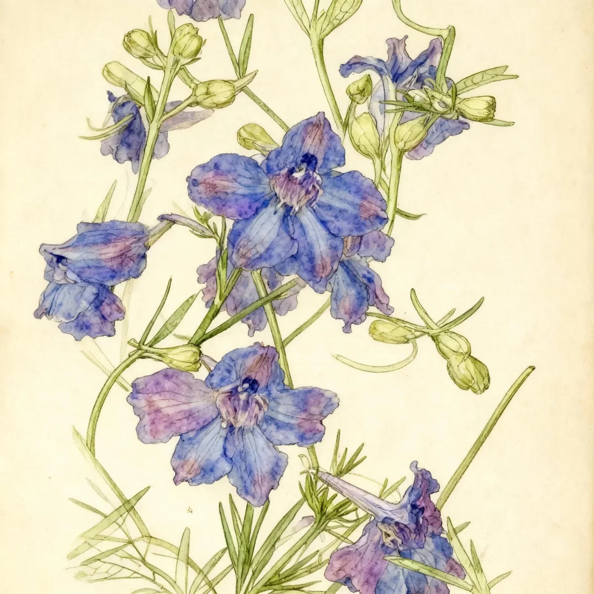 Siberian larkspur (Delphinium grandiflorum 'Blue Butterfly')