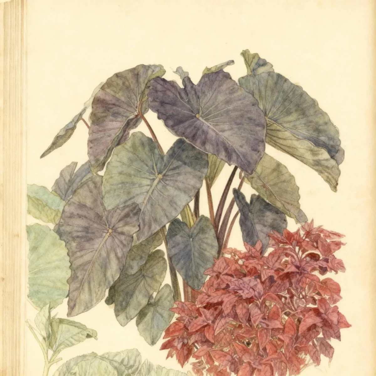 Taro (Colocasia esculenta 'Black Magic')