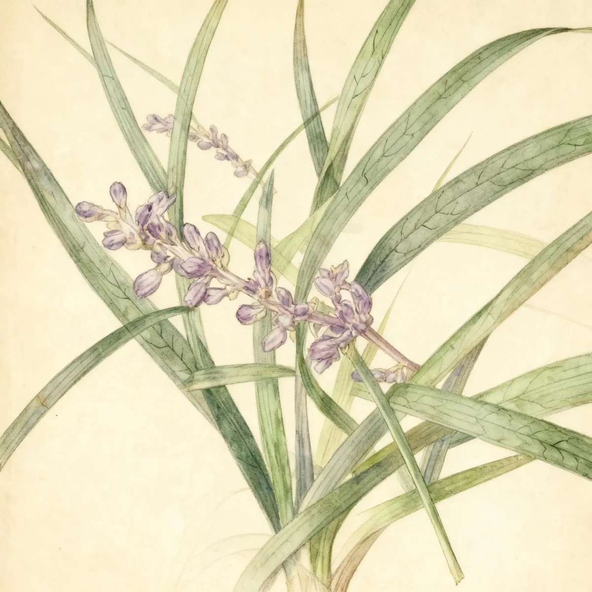 Lily turf (Liriope muscari 'Big Blue')