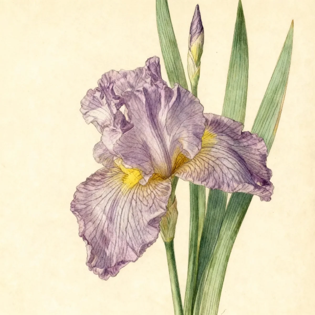 Tall bearded reblooming iris (Iris 'Northward Ho')