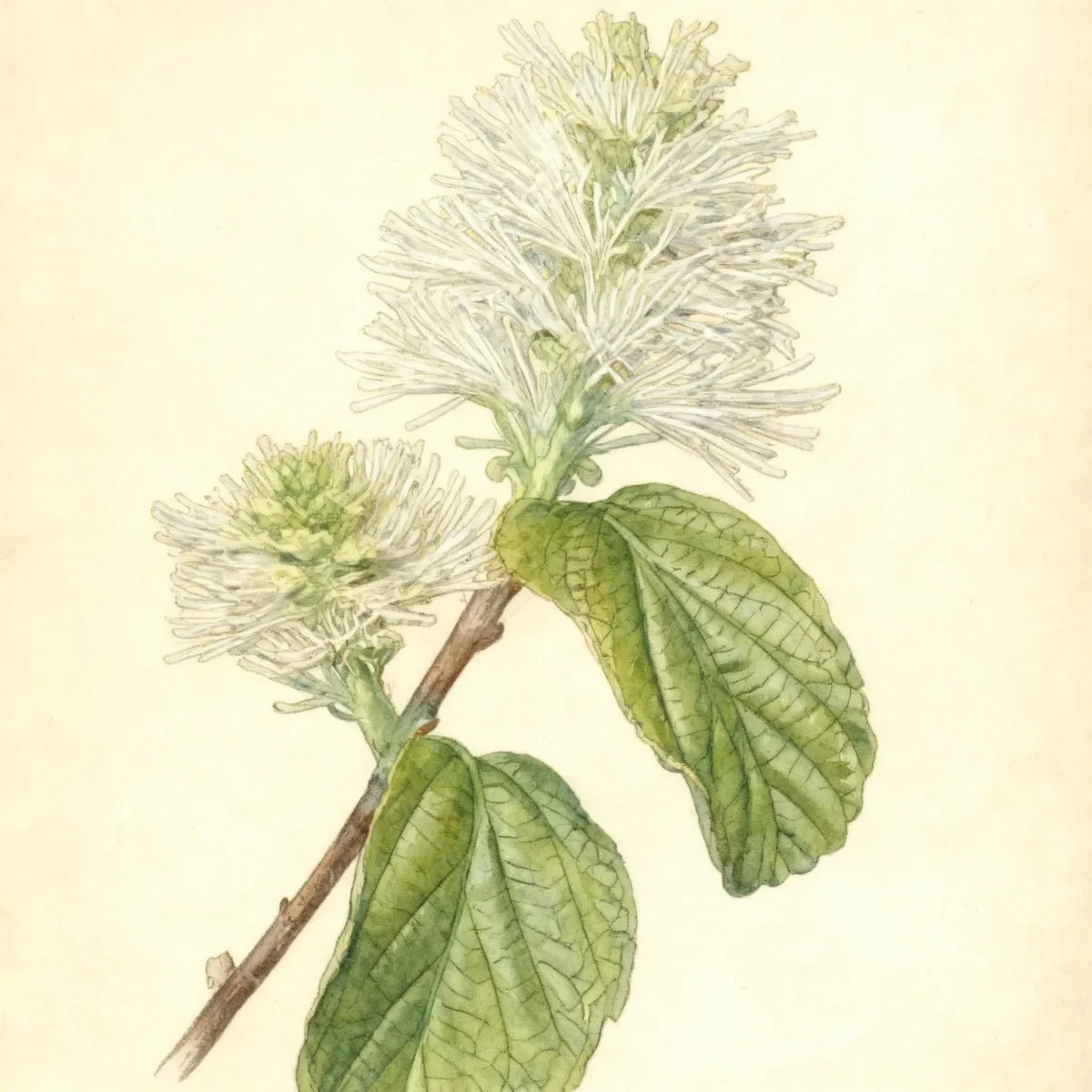 Large fothergilla (Fothergilla major 'Arkansas Beauty')