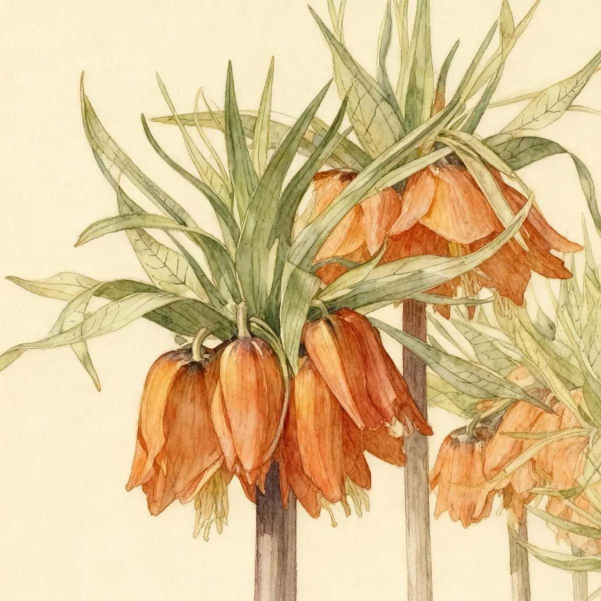 Crown imperial (Fritillaria imperialis 'Rubra')