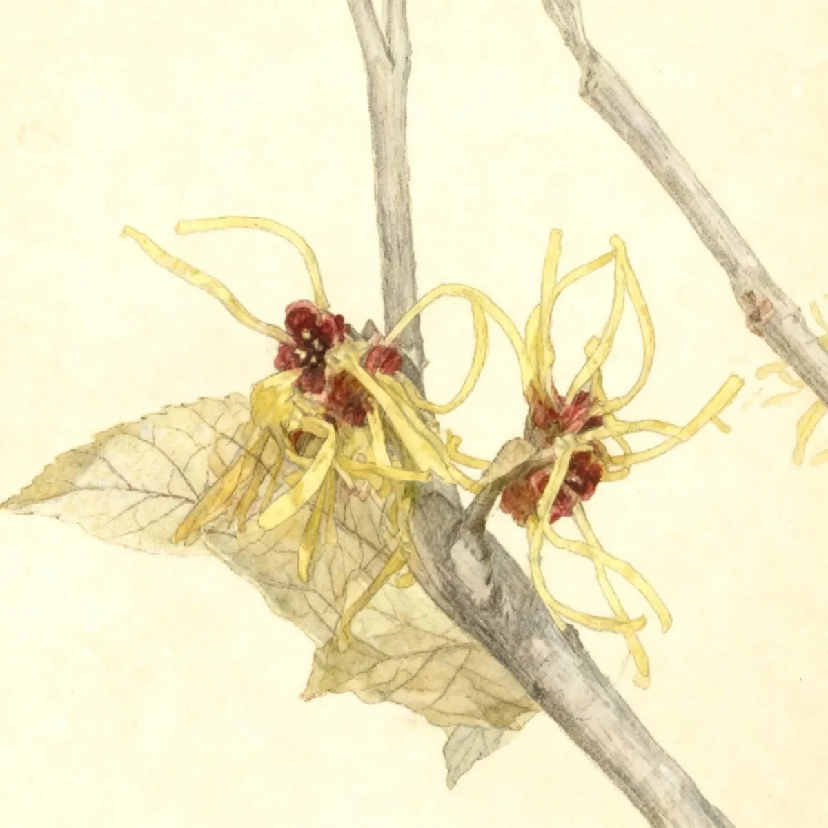 Witch hazel