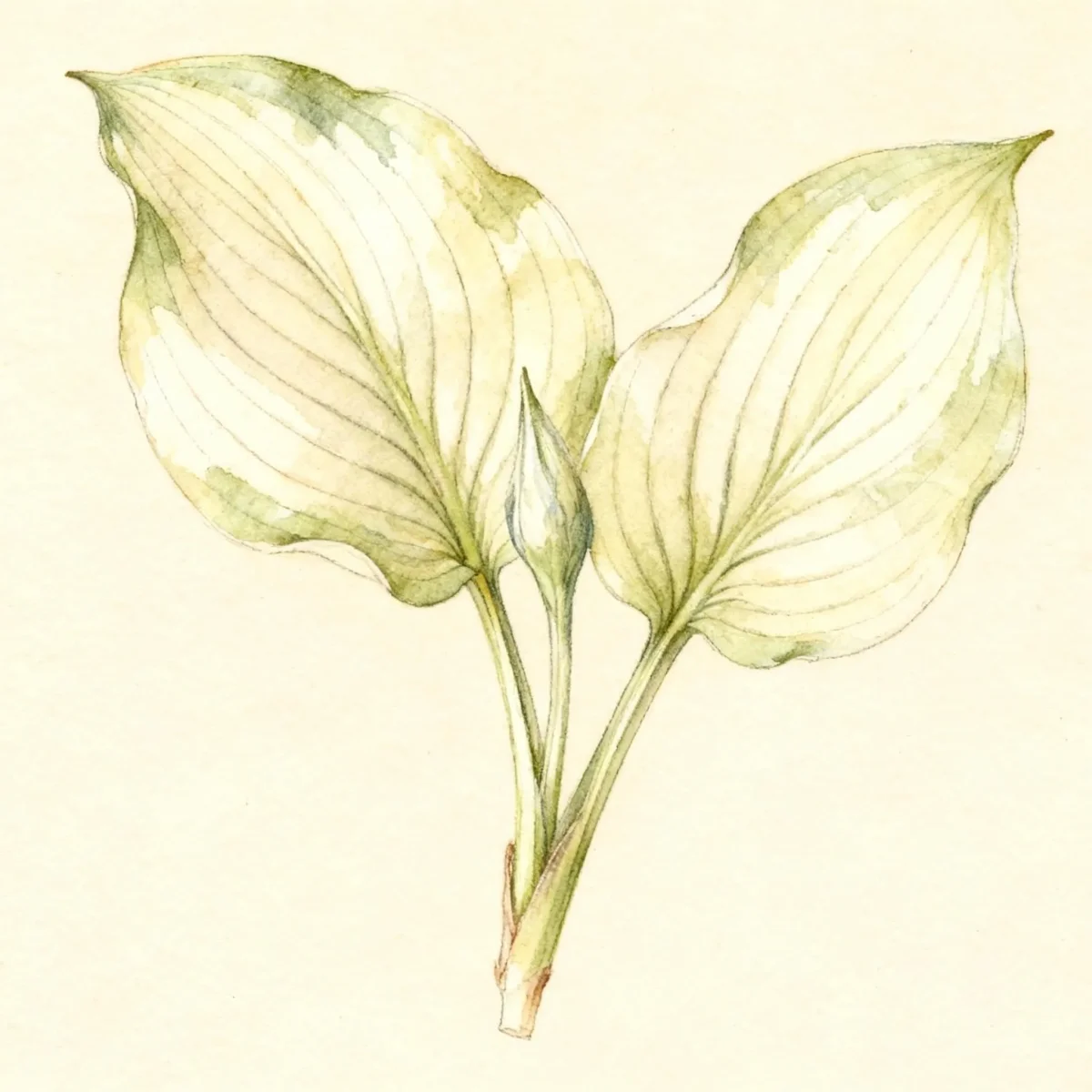 Hosta