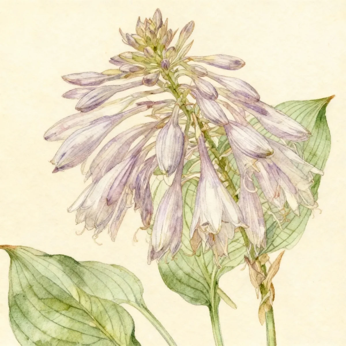 Hosta (Hosta longipes)