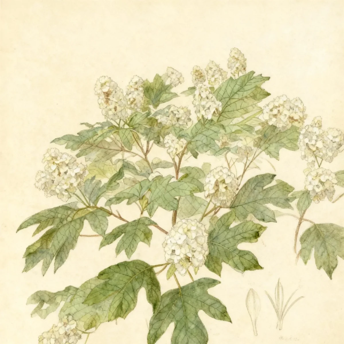 Oakleaf hydrangea