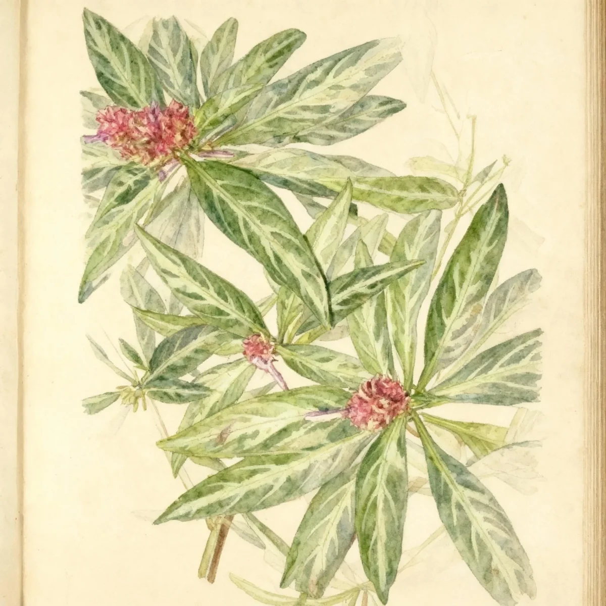 Purple shrimp plant (Justicia scheidweileri)