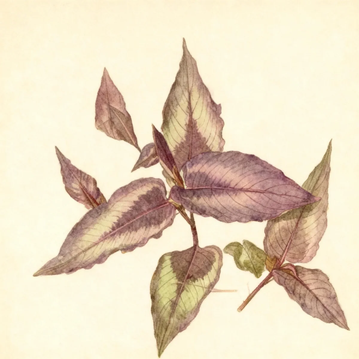 Knotweed (Persicaria microcephala 'Red Dragon')