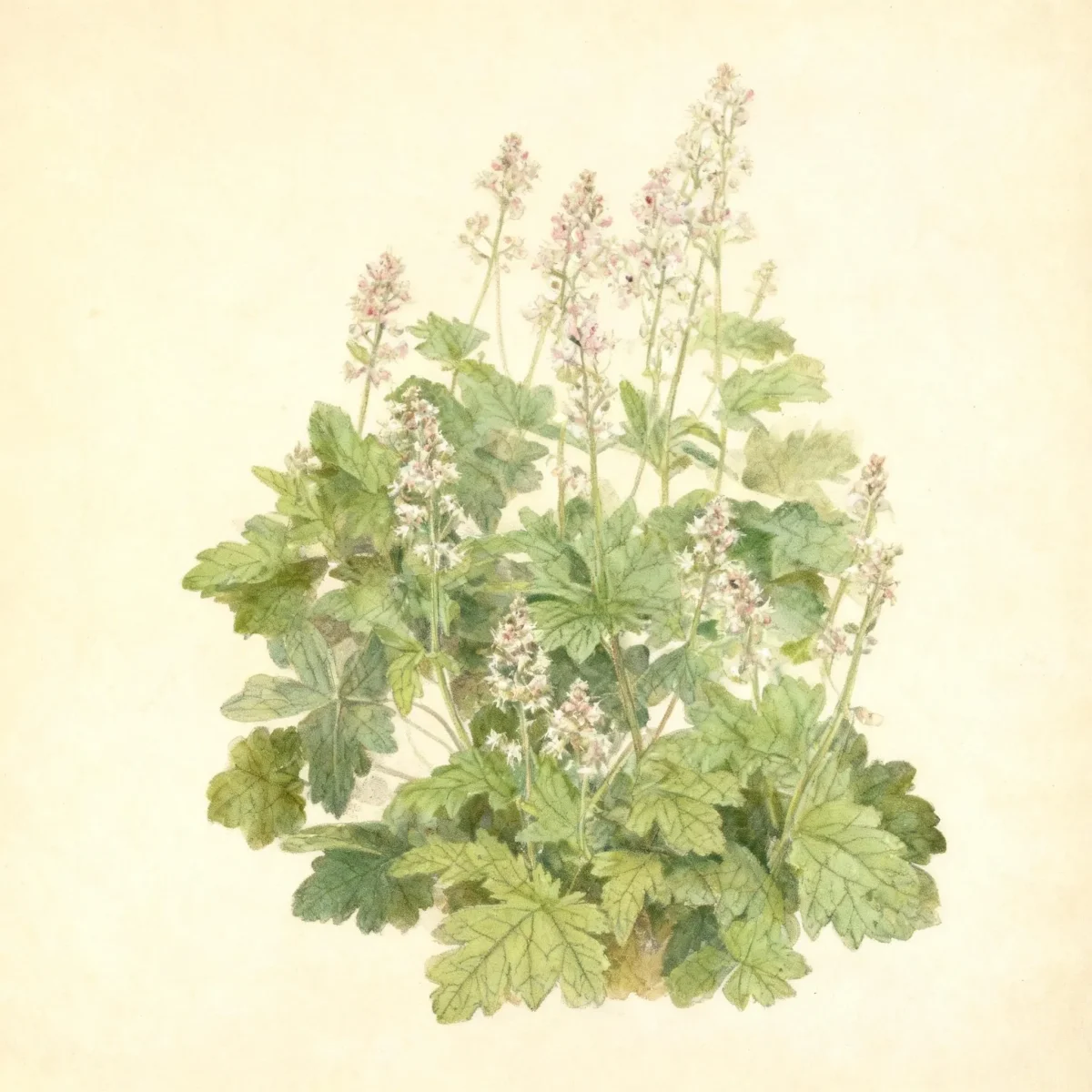 Foam flower (Tiarella 'Filigree Lace')