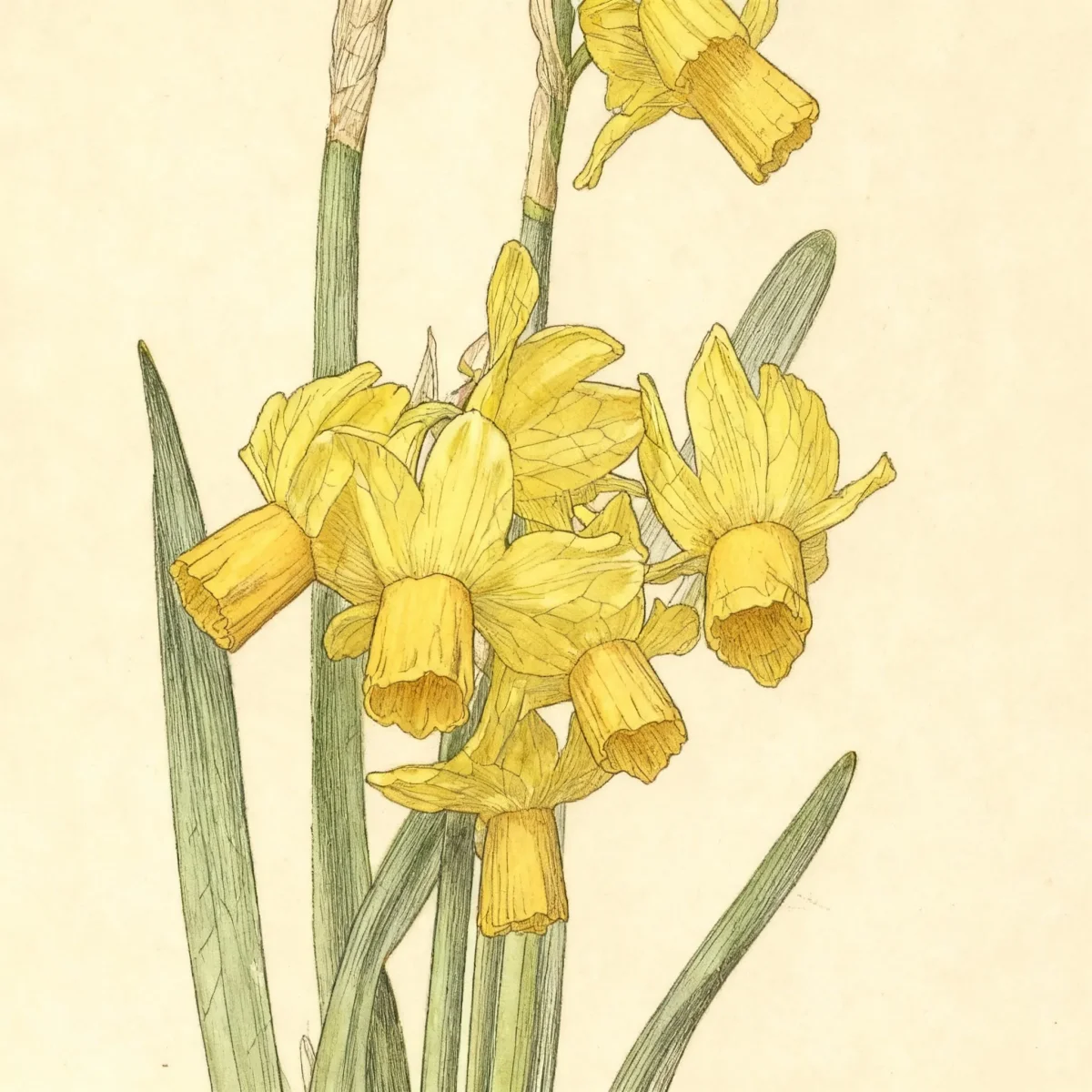 Miscellaneous daffodil