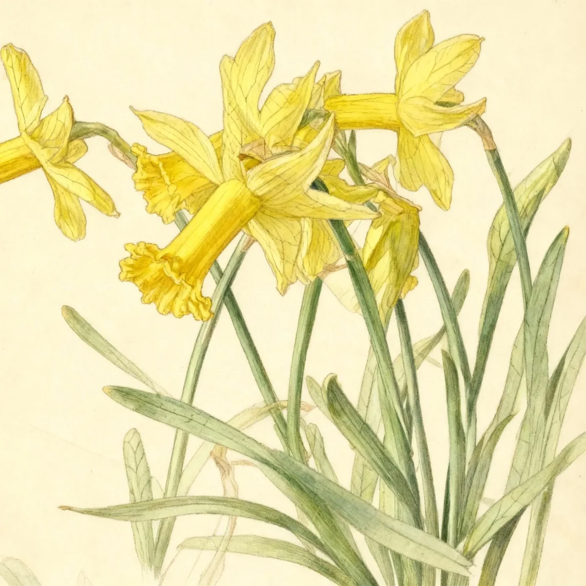 Cyclamineus daffodil