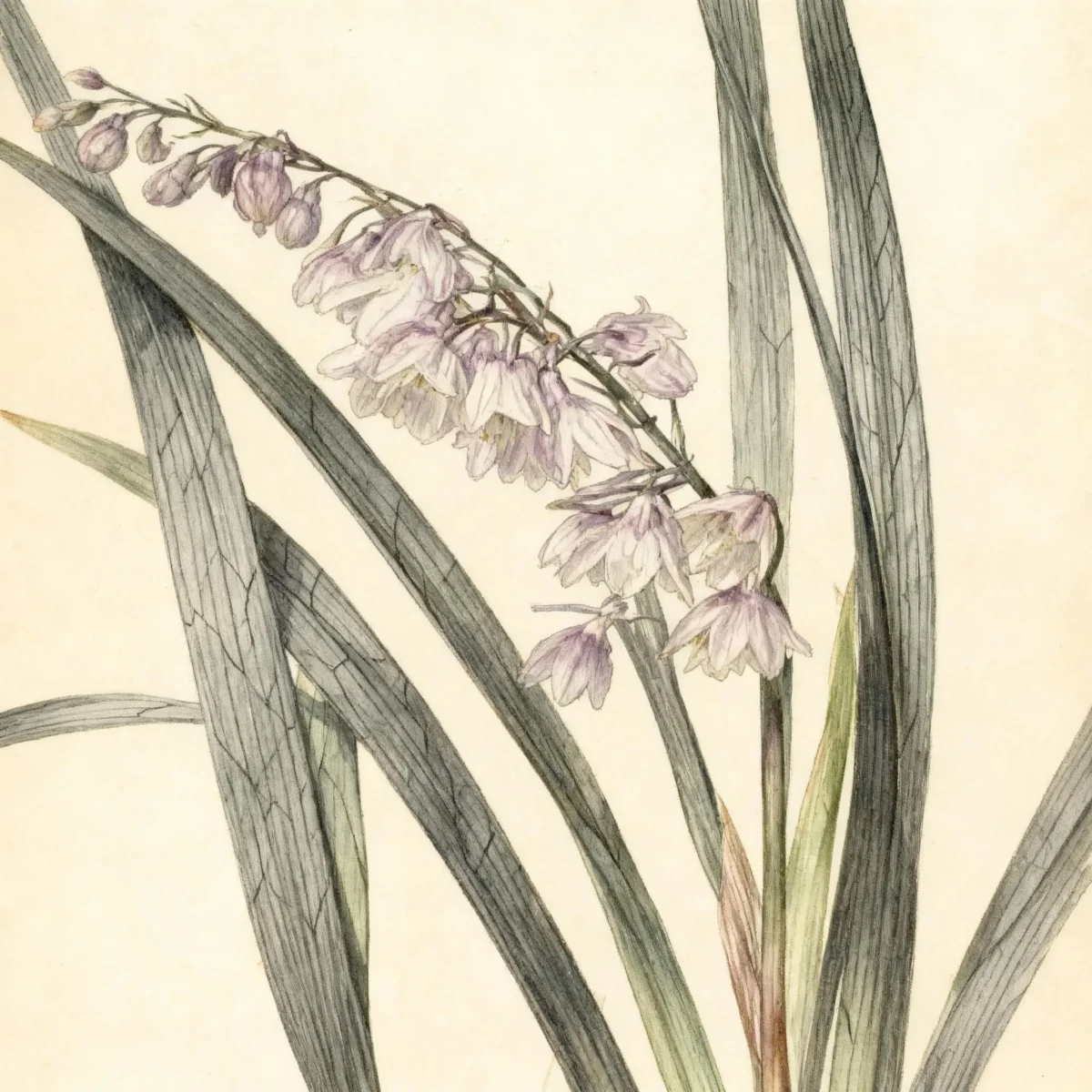 Mondo grass (Ophiopogon planiscapus 'Nigrescens')