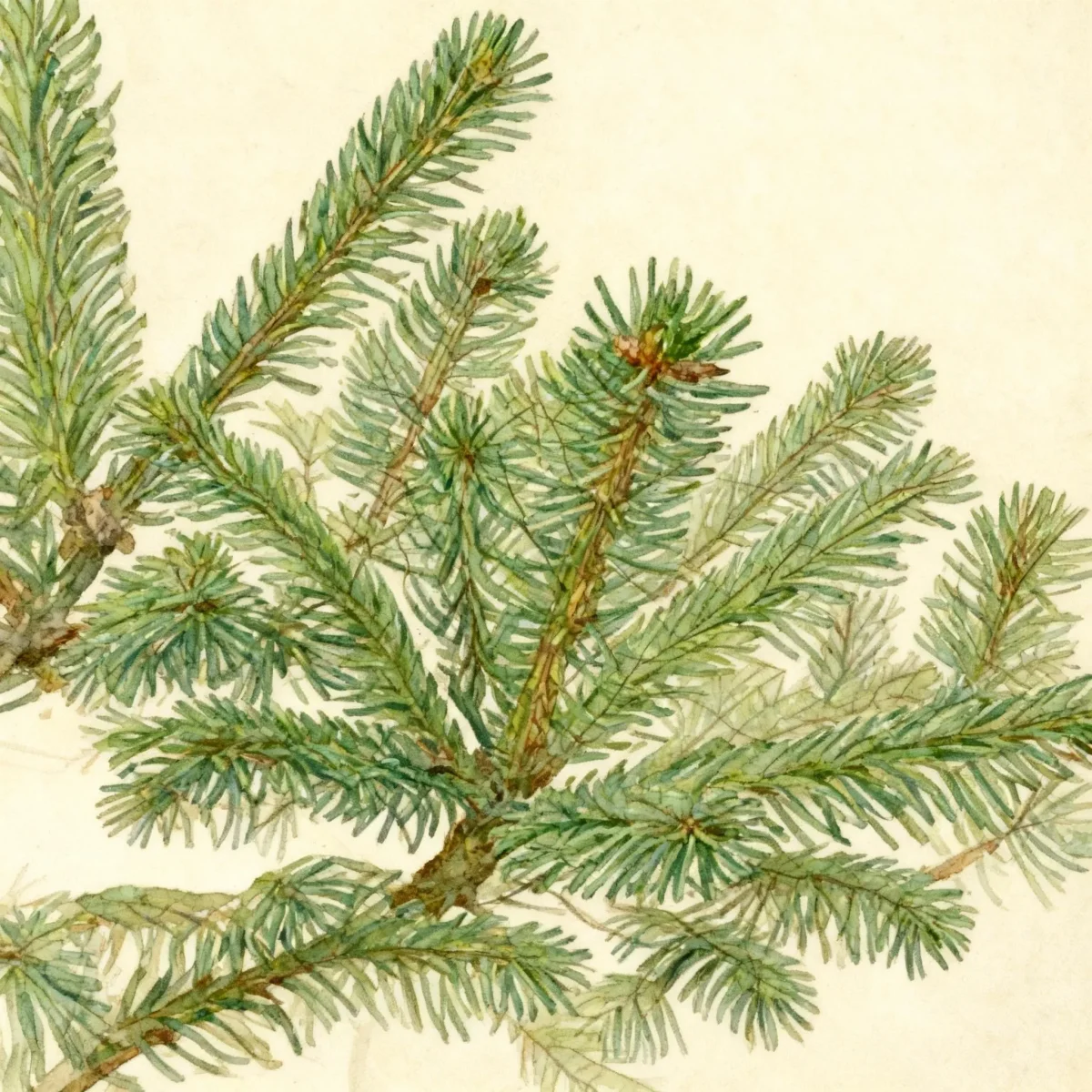 Norway spruce (Picea abies 'Little Joe')