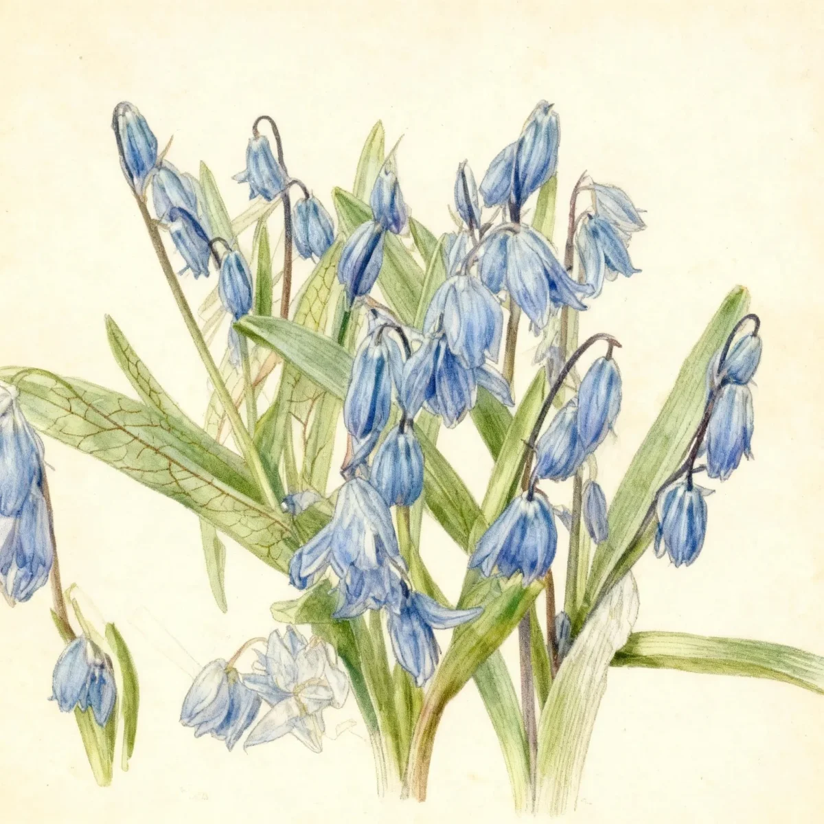 Siberian squill