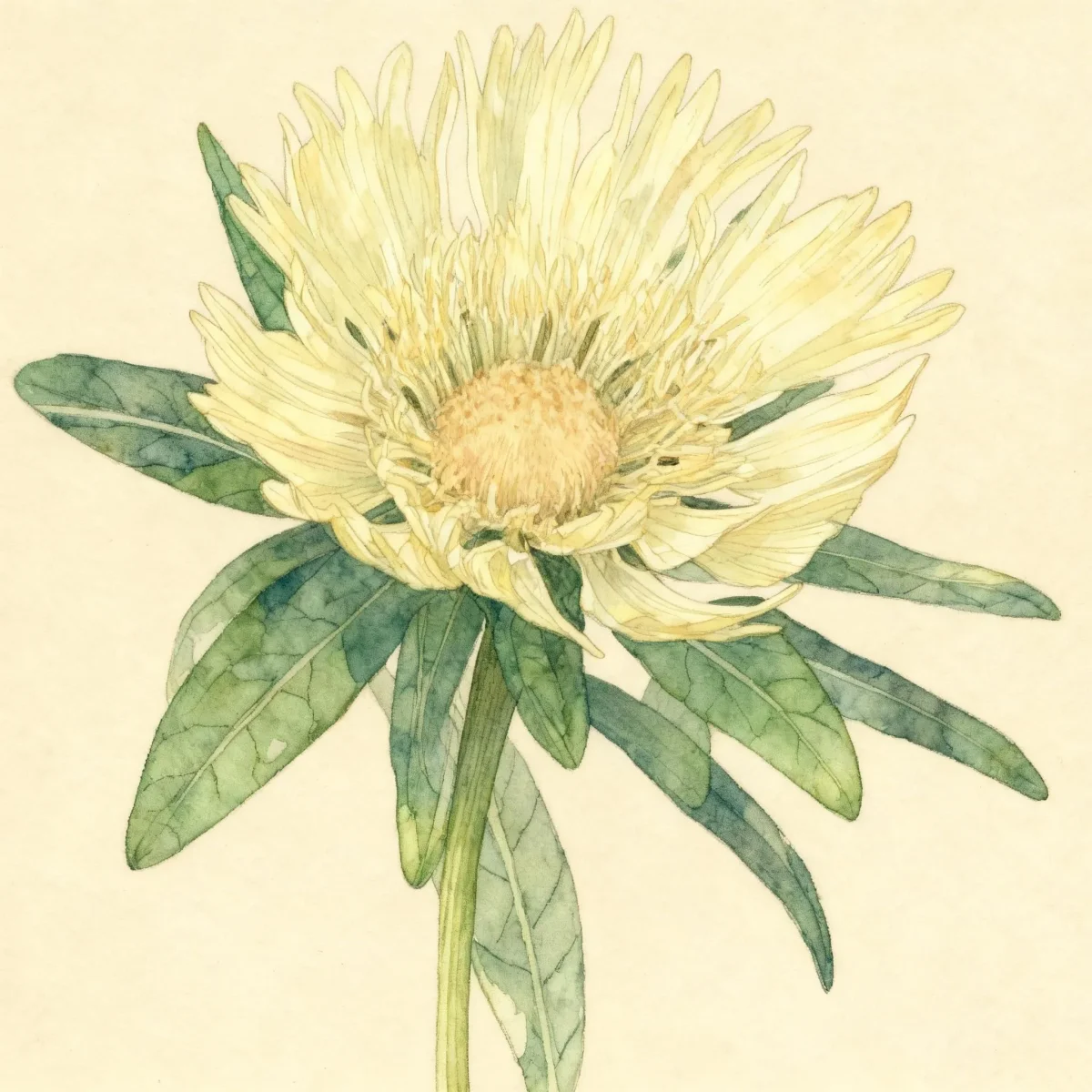 Stokes' aster (Stokesia laevis 'Mary Gregory')