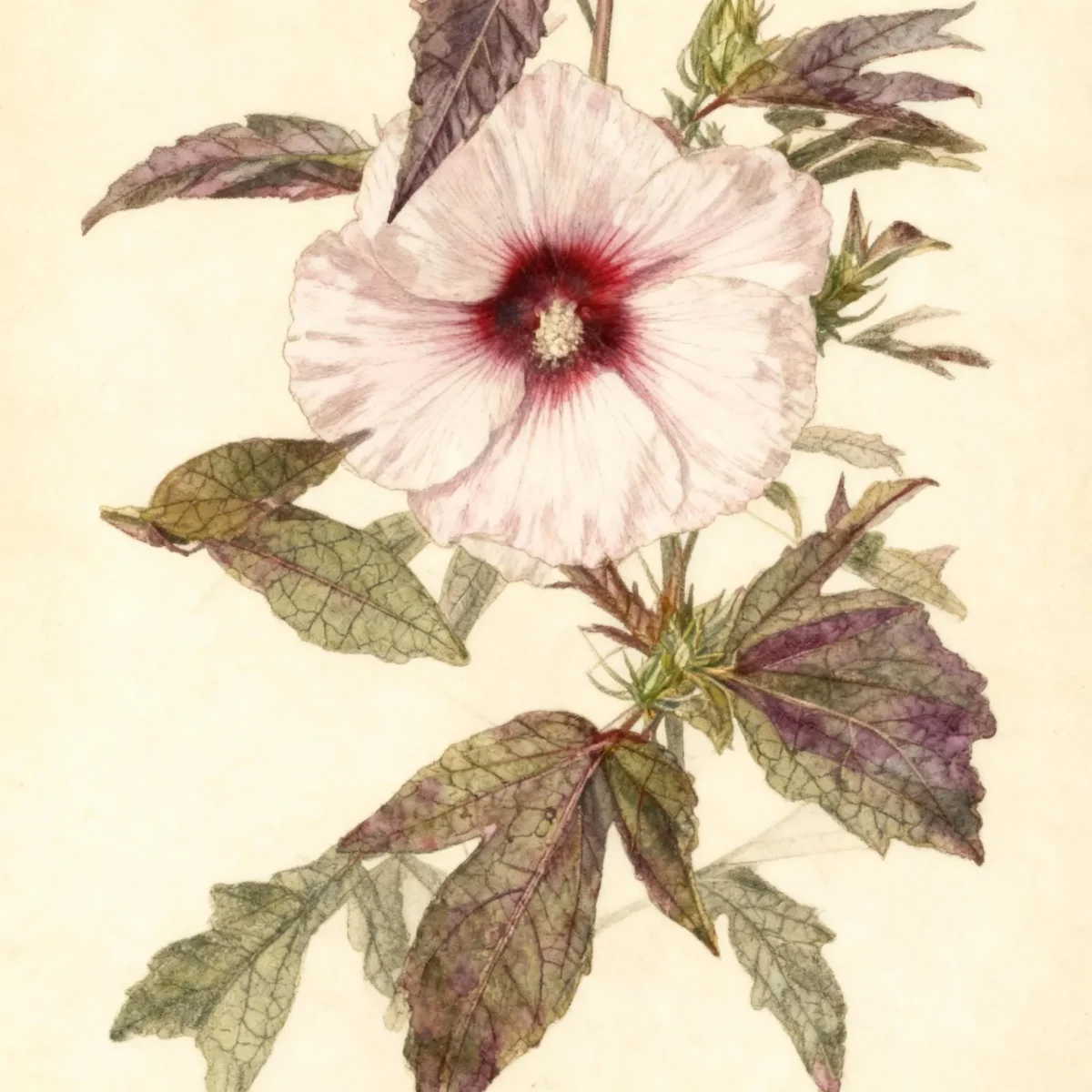 Hardy hibiscus (Hibiscus 'Kopper King')